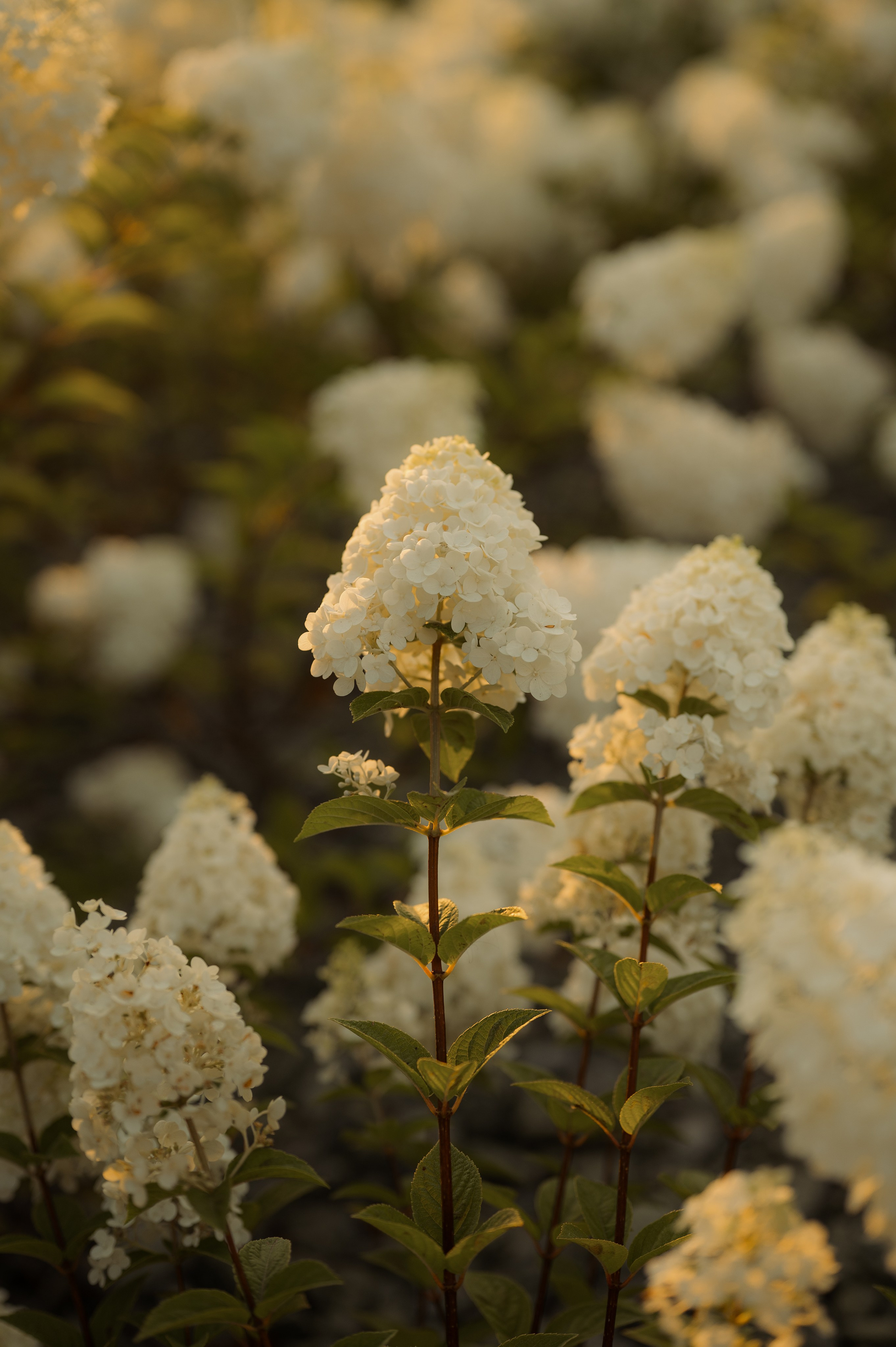 Арина (невеста). Свадебный и семейный фотограф в Краснодаре Алина Мельник