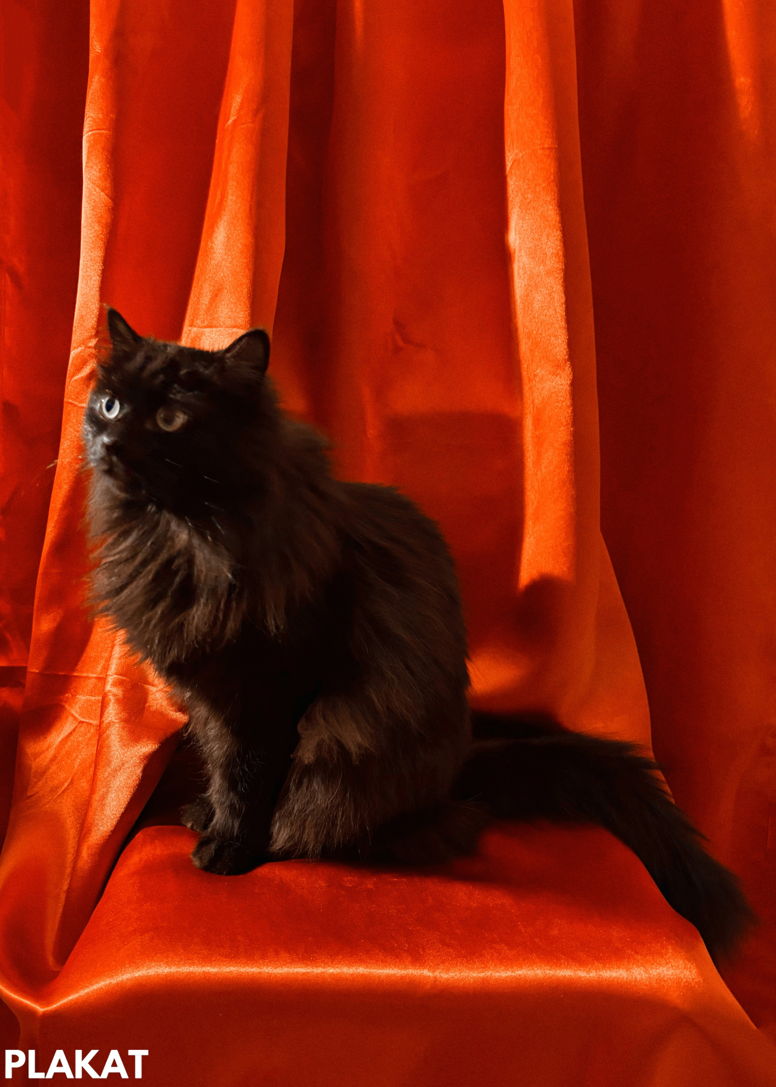 @svetlana_perezhogina