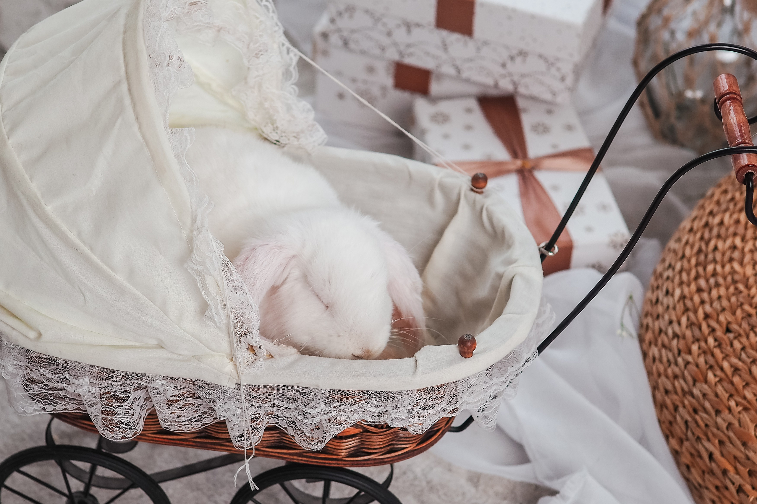 Пасхальные кролики. Портретный фотограф Павлова Светлана / Брянск /