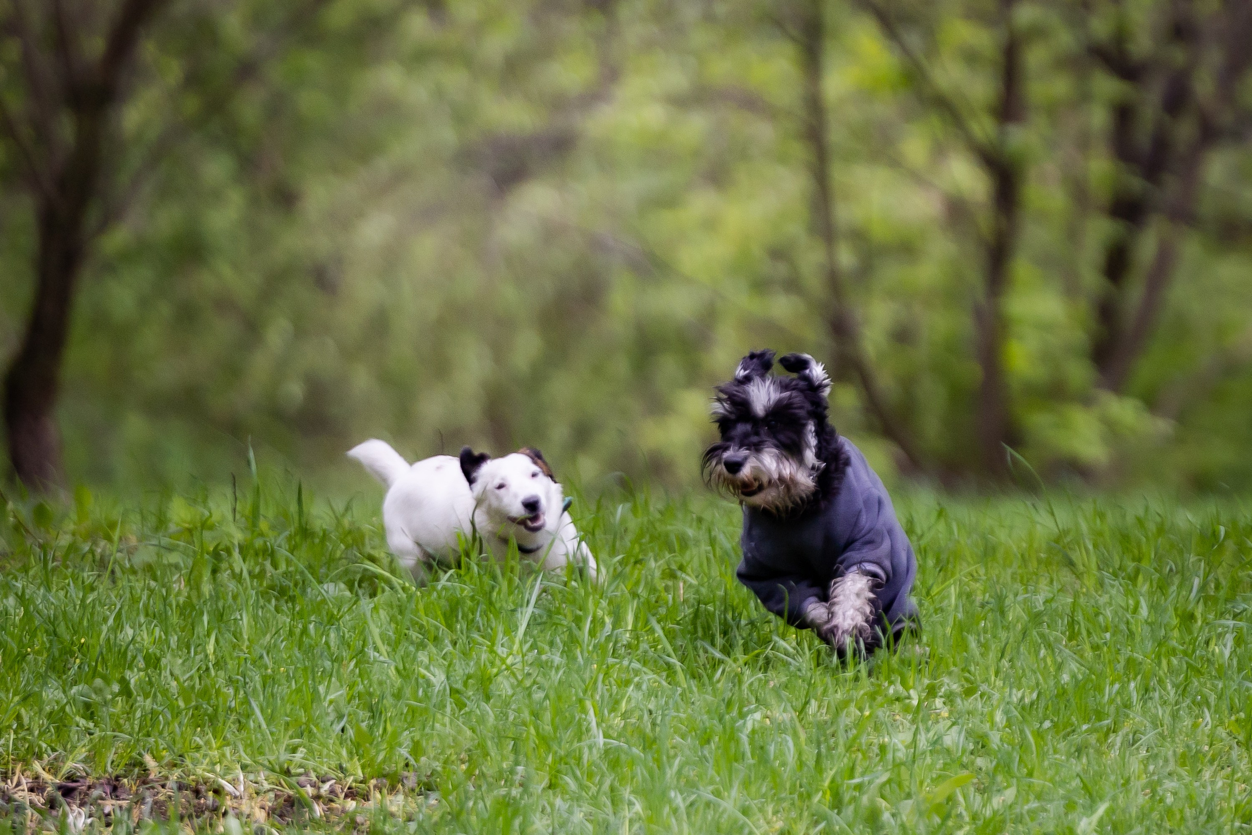 Животные. Фотограф Владимир Охрименко