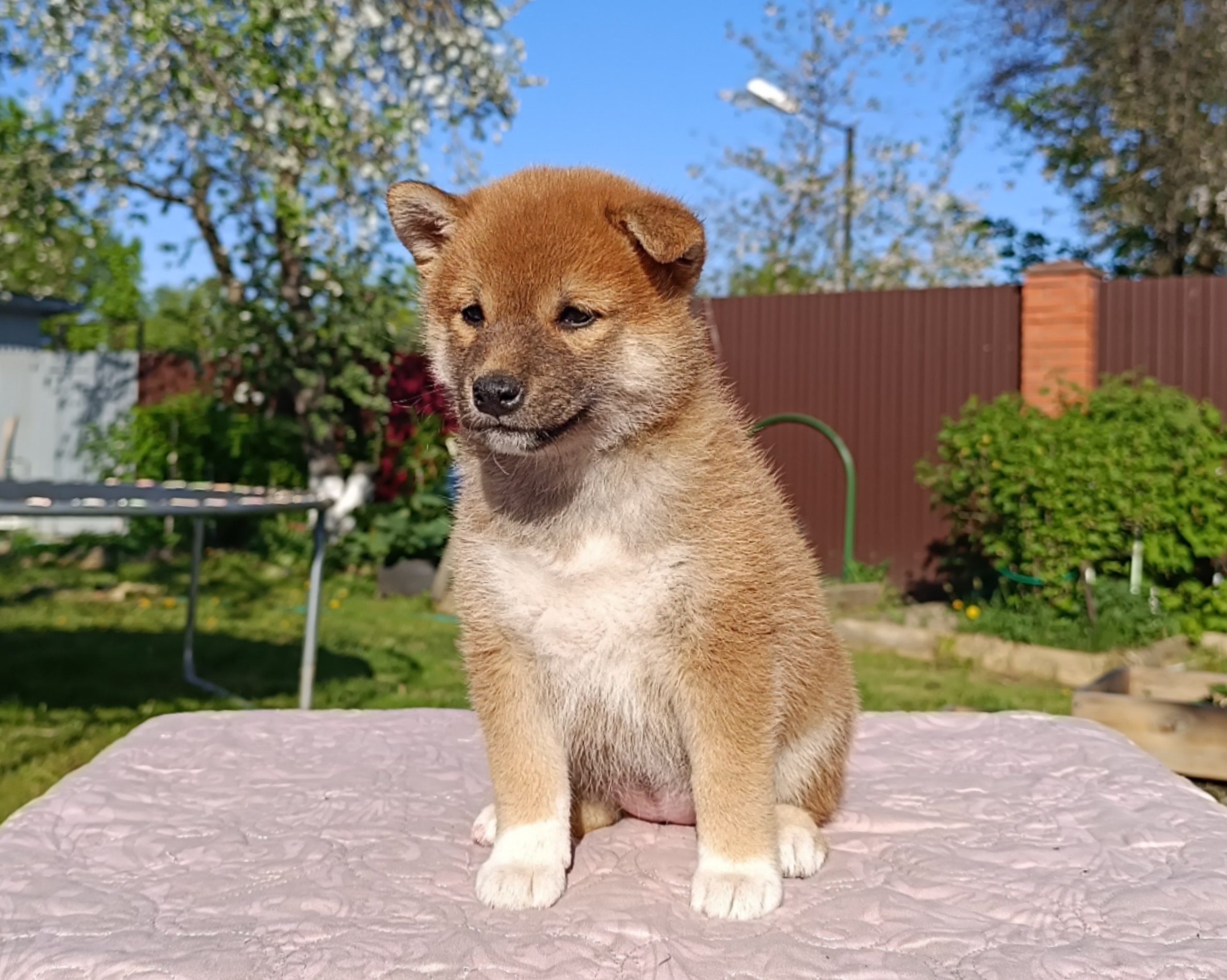 Сиба Rubylight Fumiko питомник Рубилайт