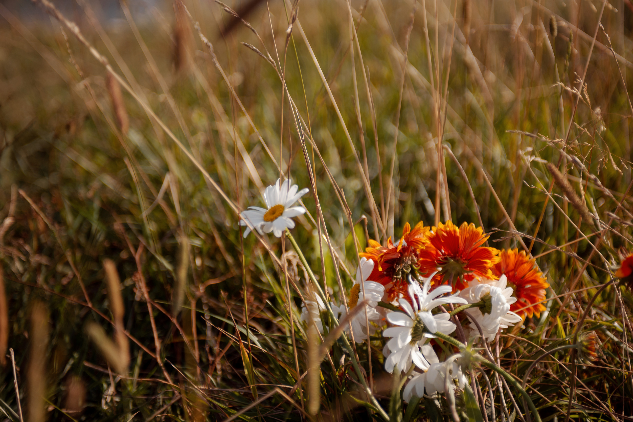Лето в кругу семьи. Свадебный и семейный фотограф в Камышлове Ирина Чуркина