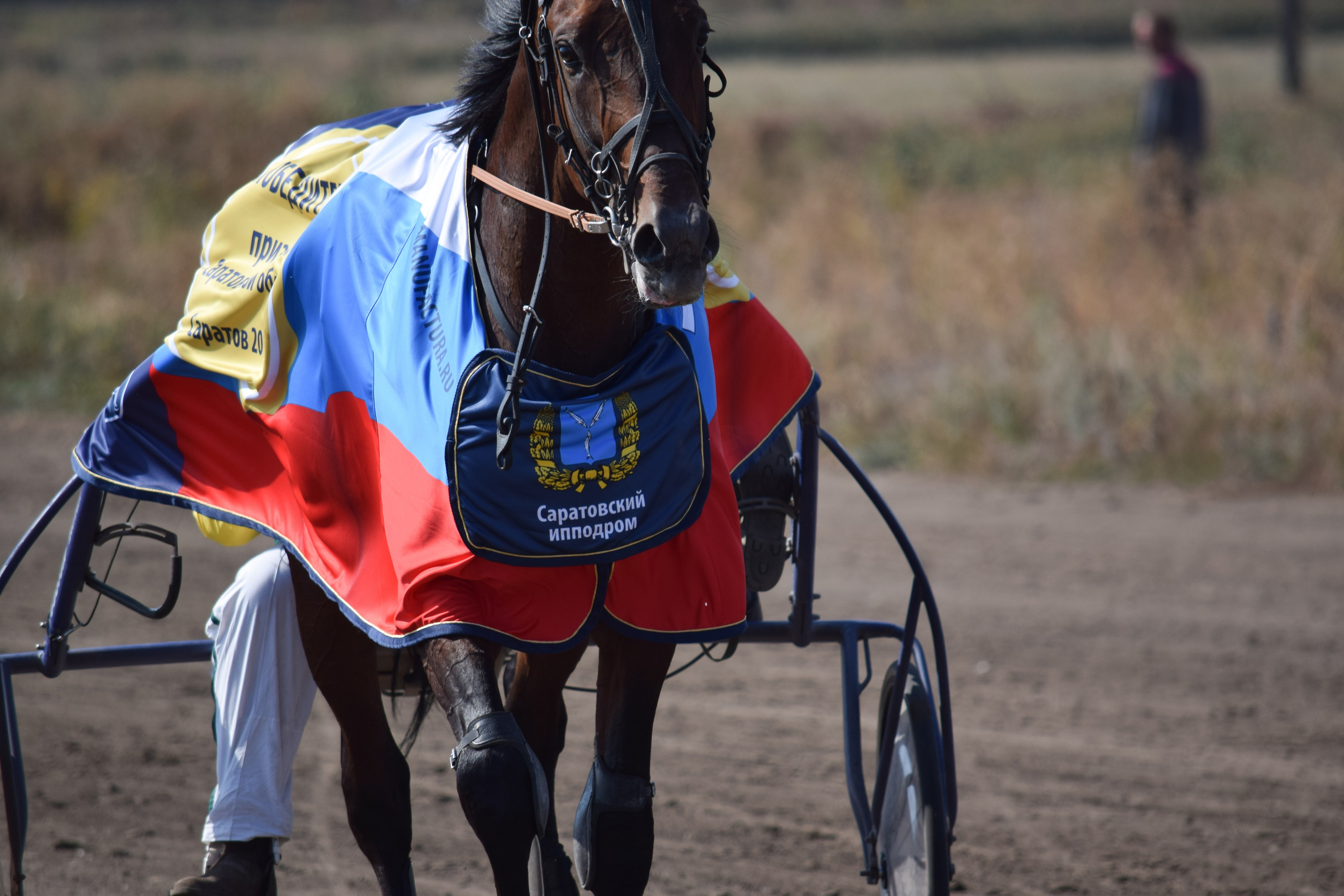 Кубок Губернатора, ипподром Саратов, 2019 г. Конный фотограф в Саратове Юлия Иванова