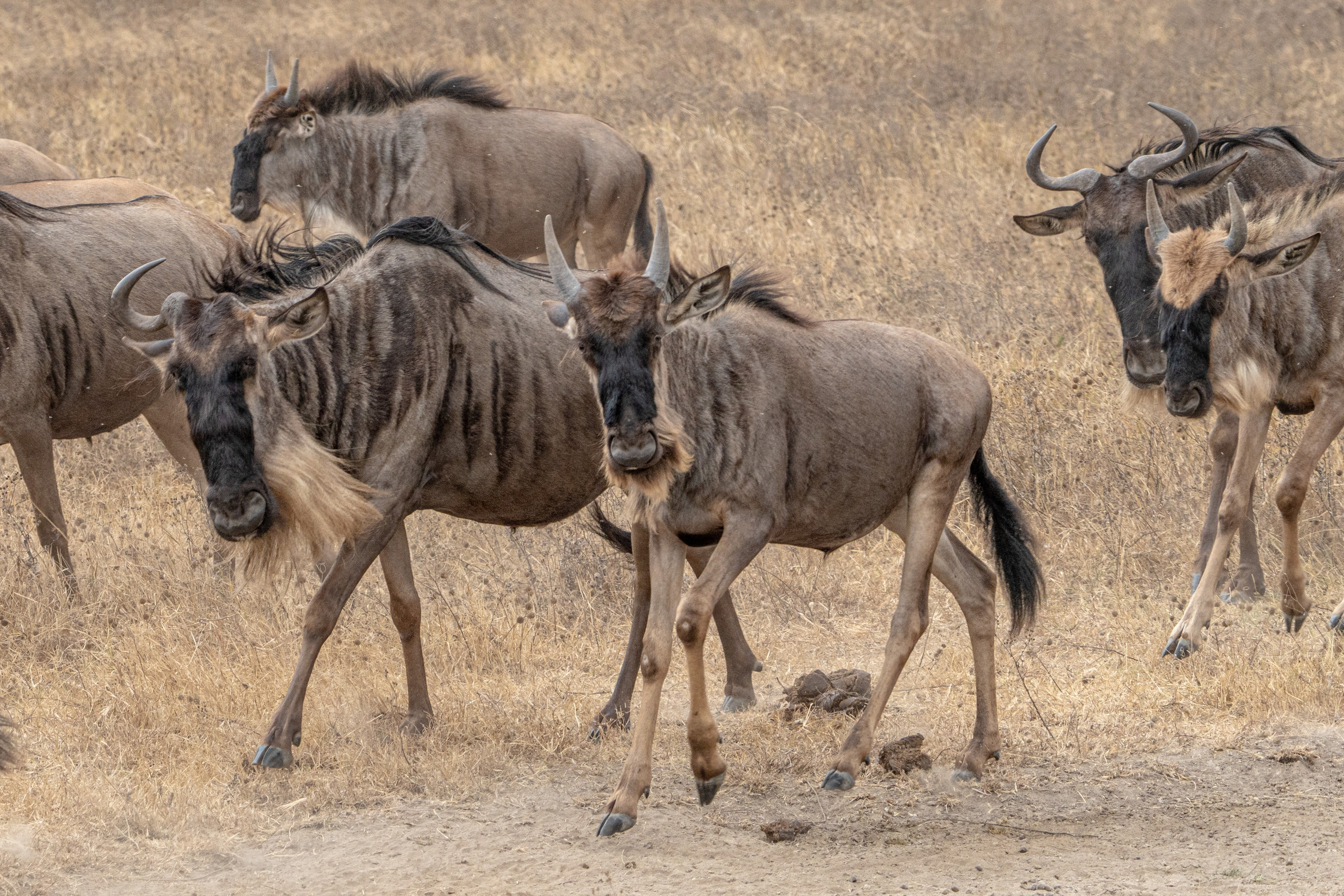 Танзания, сафари, 2025. Творческие сьемки