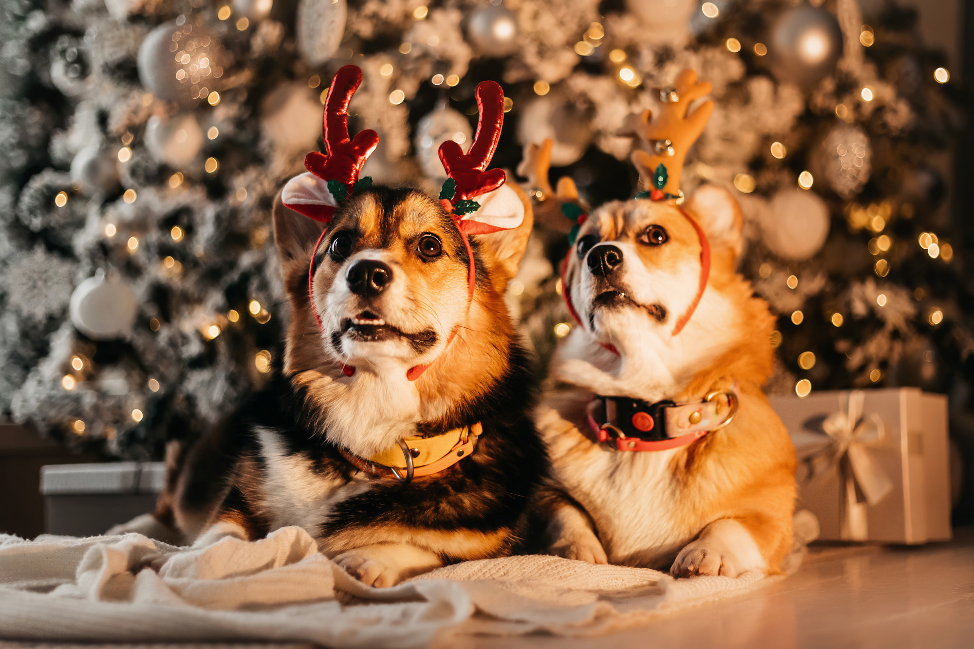Степаша и Василиса. Фотограф-анималист Елена Радченко, Москва