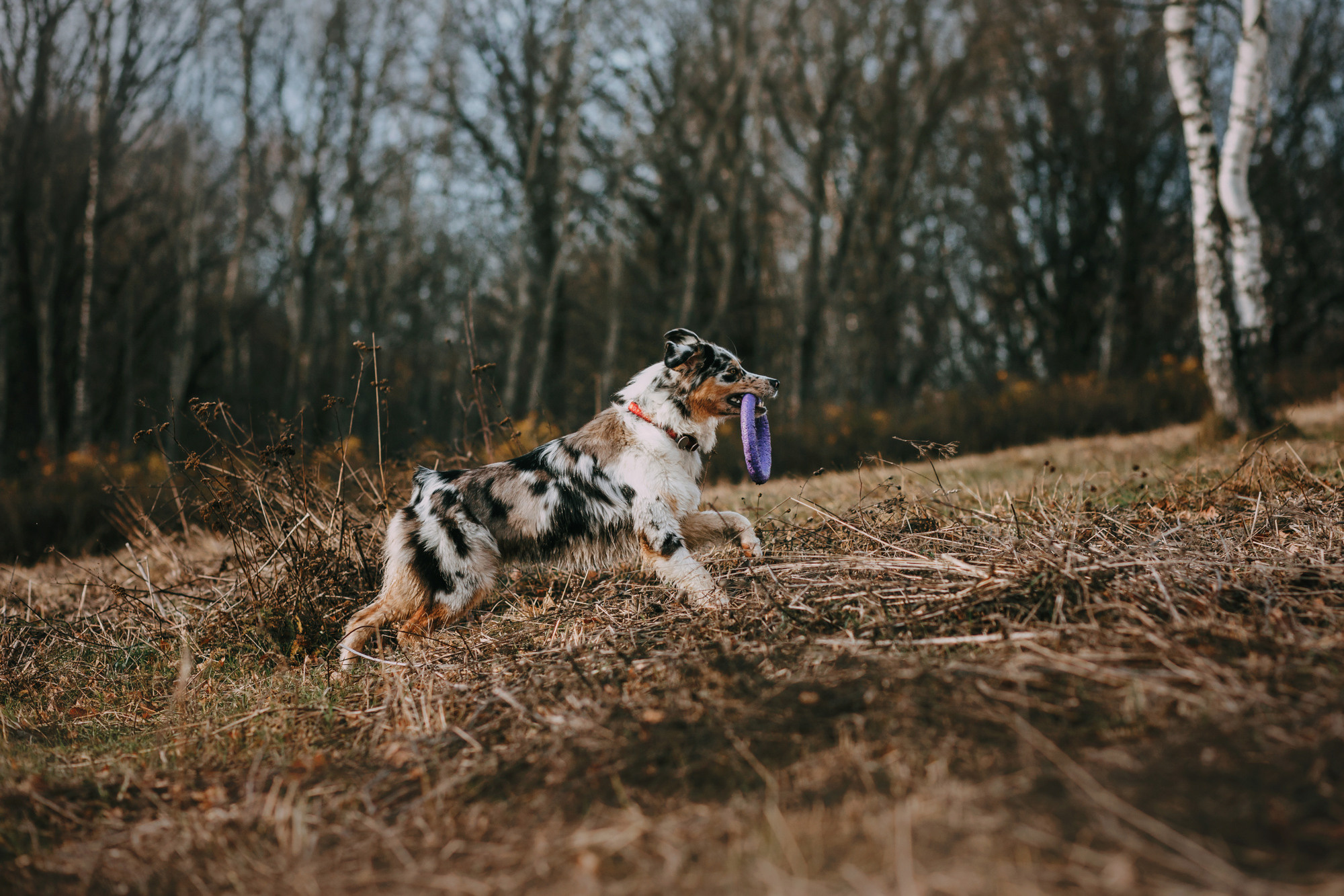 Анна, Чарли и Ева. Фотограф-анималист Елена Радченко, Москва