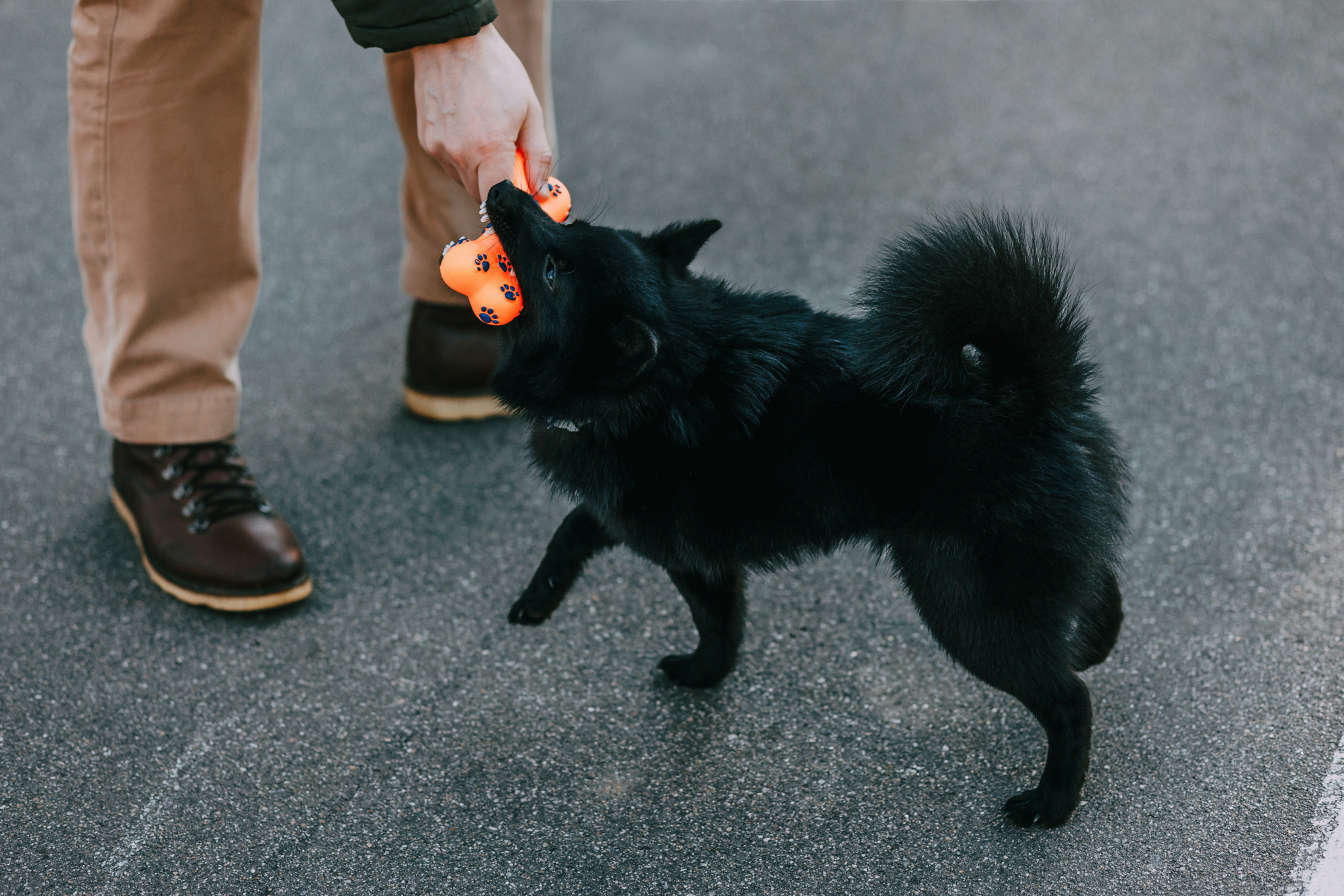Настасья, Саша и Рокки. Фотограф-анималист Елена Радченко, Москва