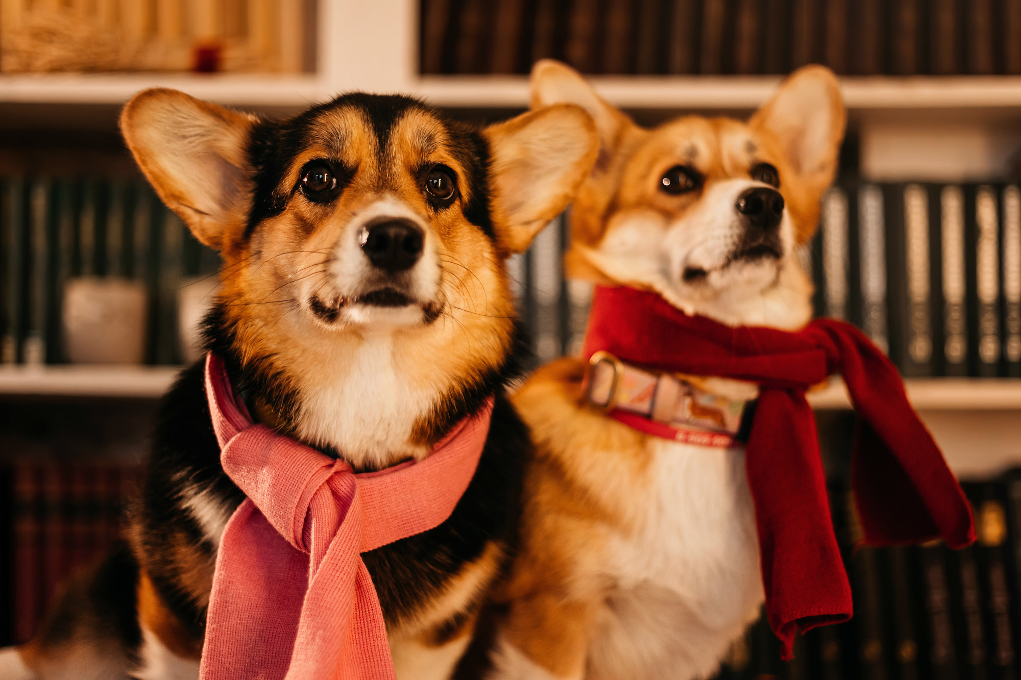 Степаша и Василиса. Фотограф-анималист Елена Радченко, Москва