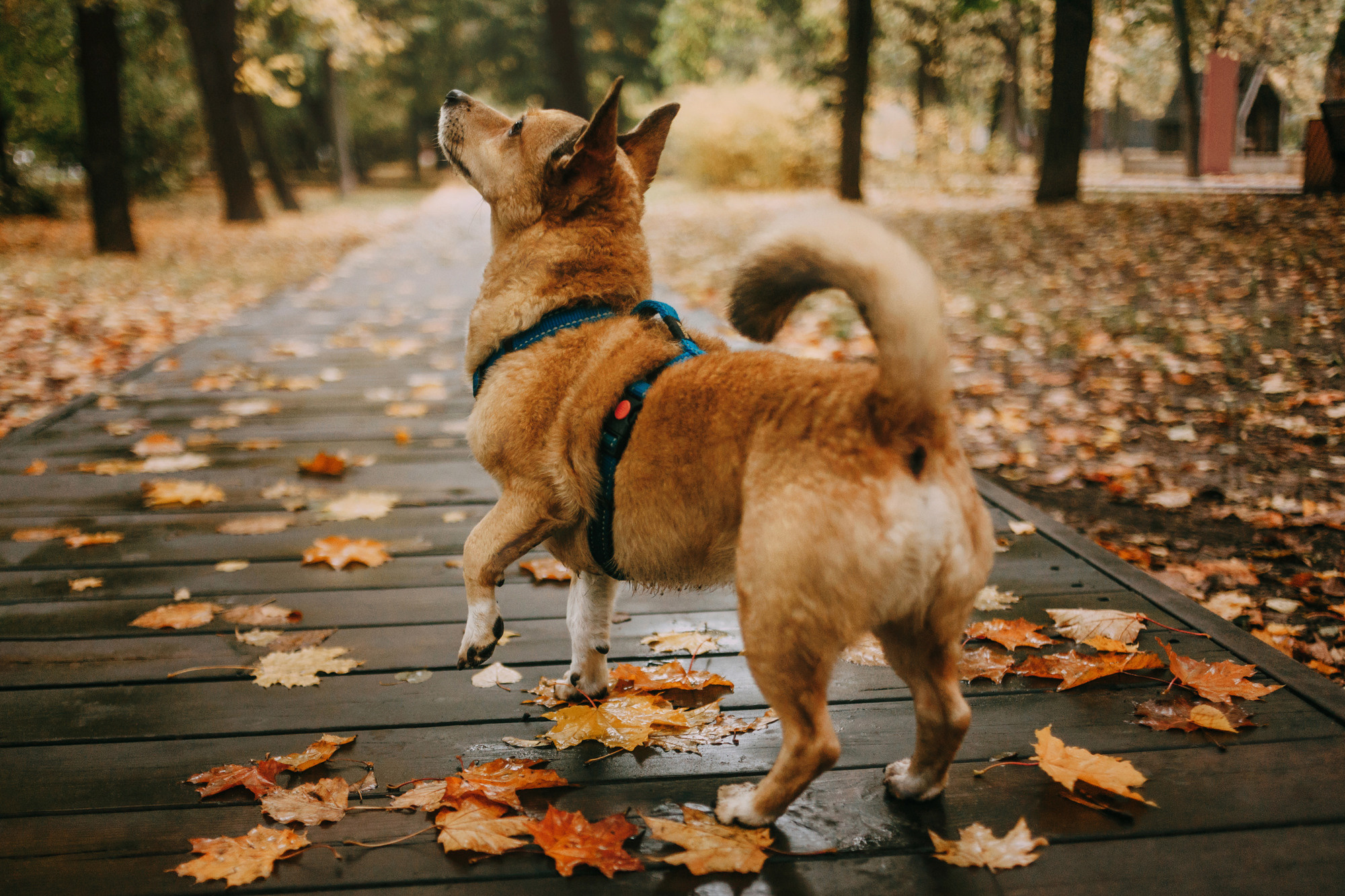 Светлана и Стюарт. Фотограф-анималист Елена Радченко, Москва