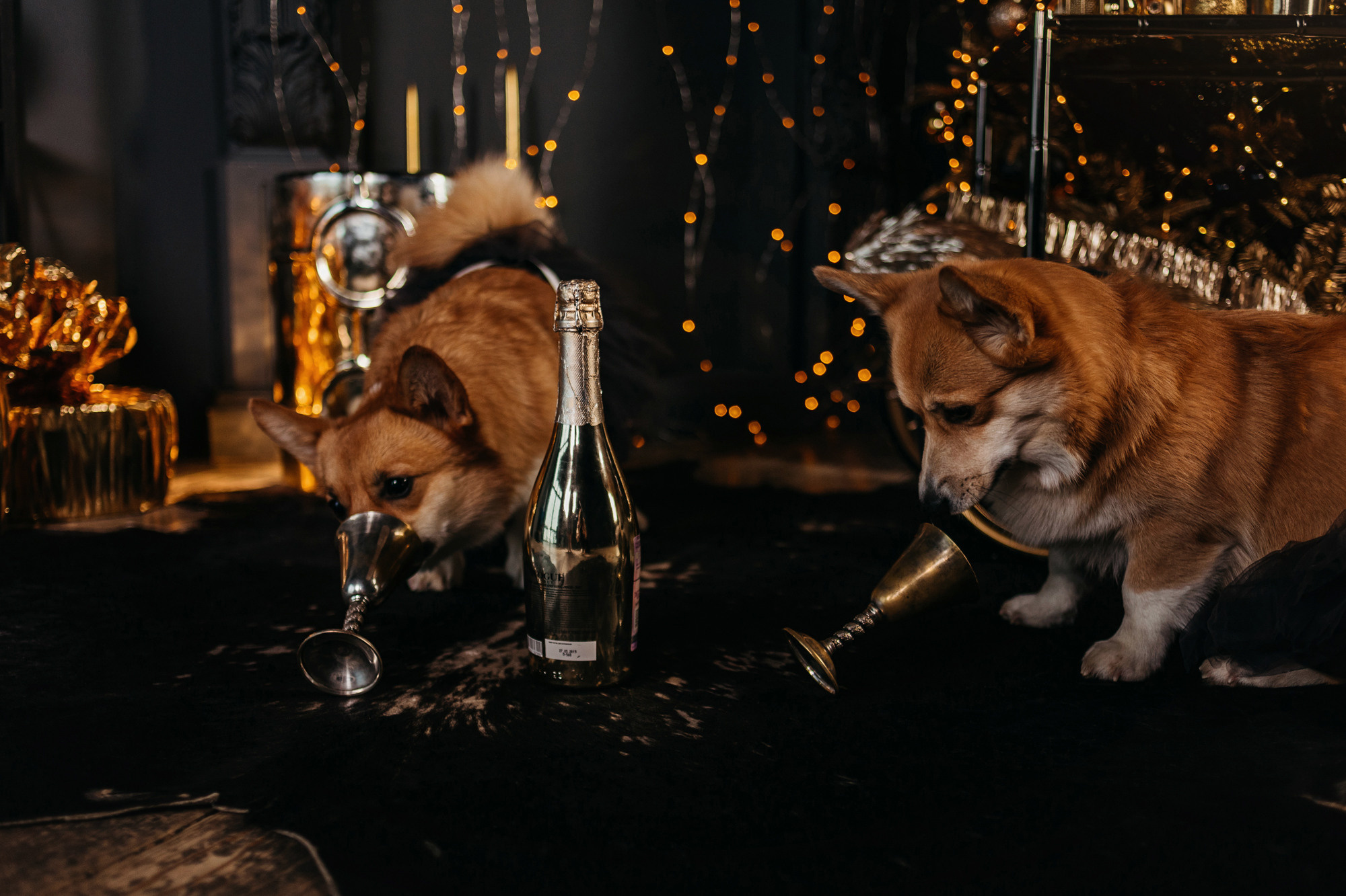 Даша, Мася и Бэси. Фотограф-анималист Елена Радченко, Москва