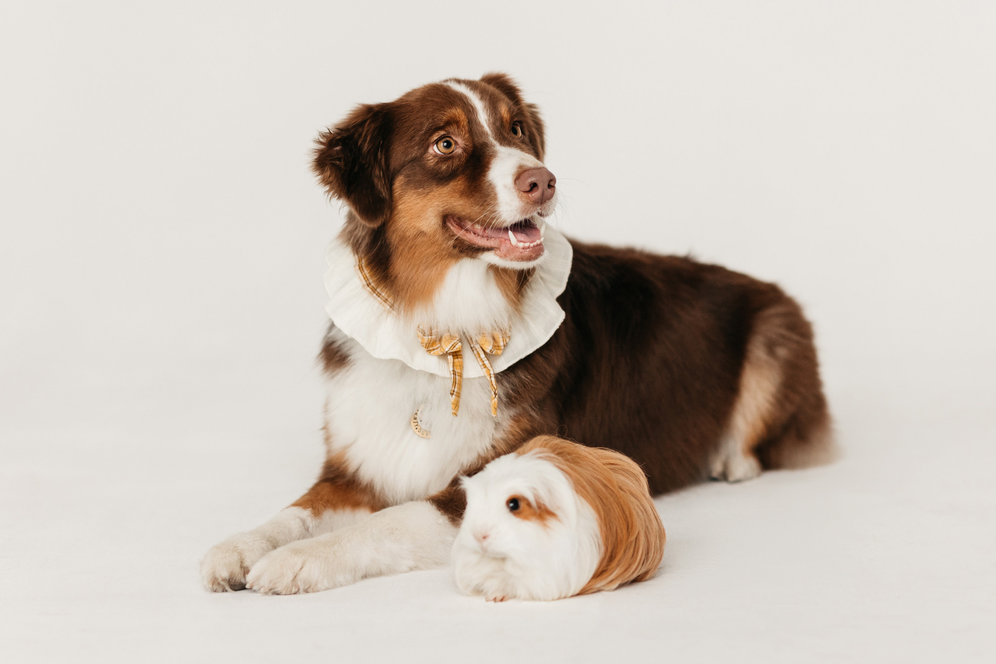 Ками и Кекс. Фотограф-анималист Елена Радченко, Москва