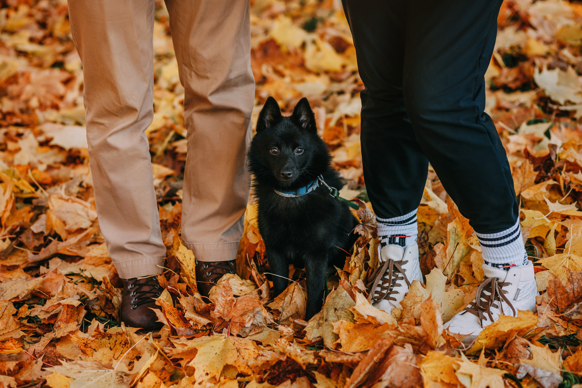 Настасья, Саша и Рокки. Фотограф-анималист Елена Радченко, Москва