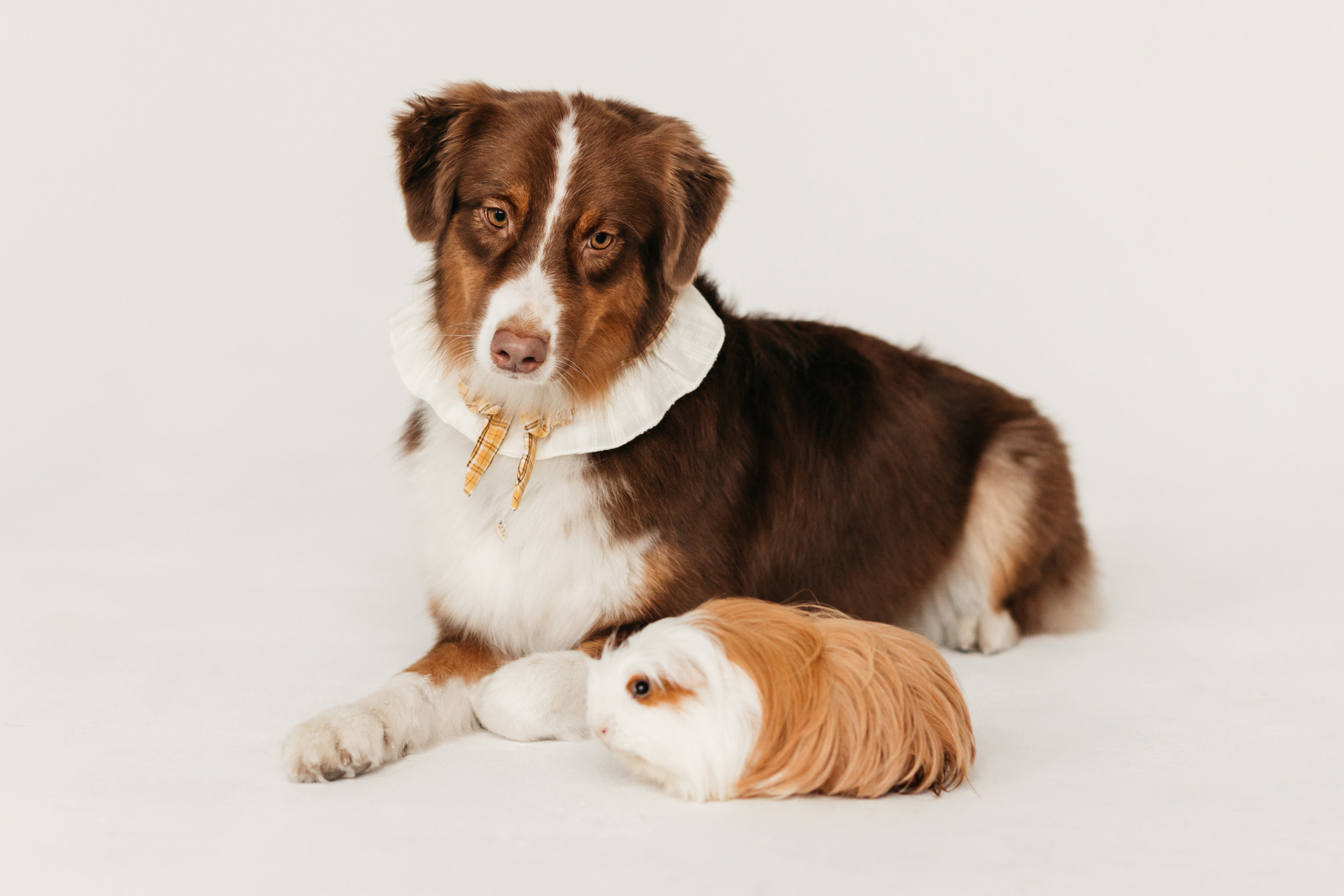 Ками и Кекс. Фотограф-анималист Елена Радченко, Москва