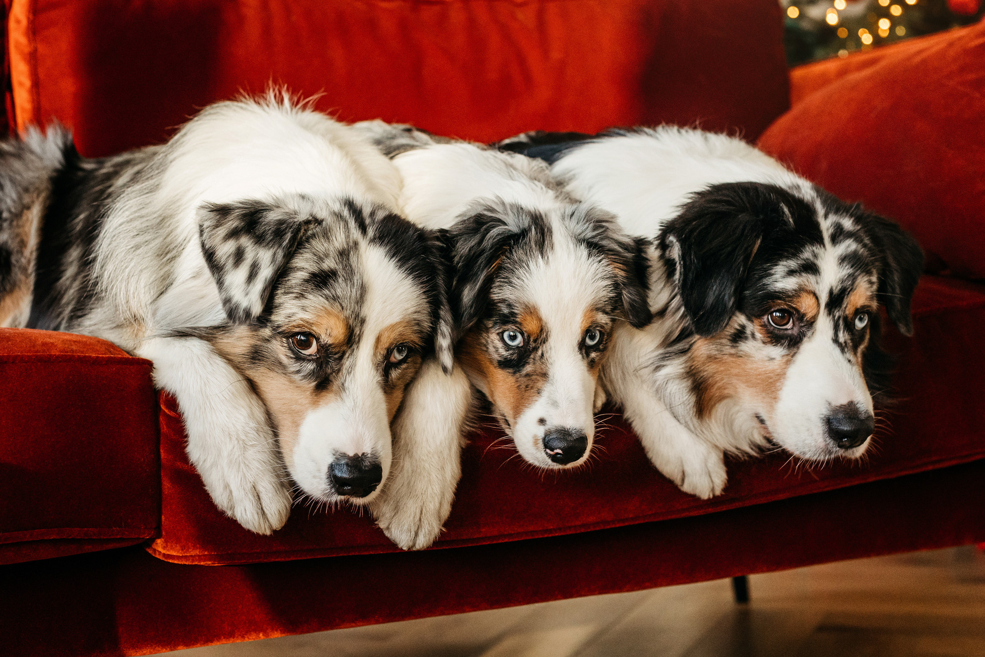Настя и аусси. Фотограф-анималист Елена Радченко, Москва