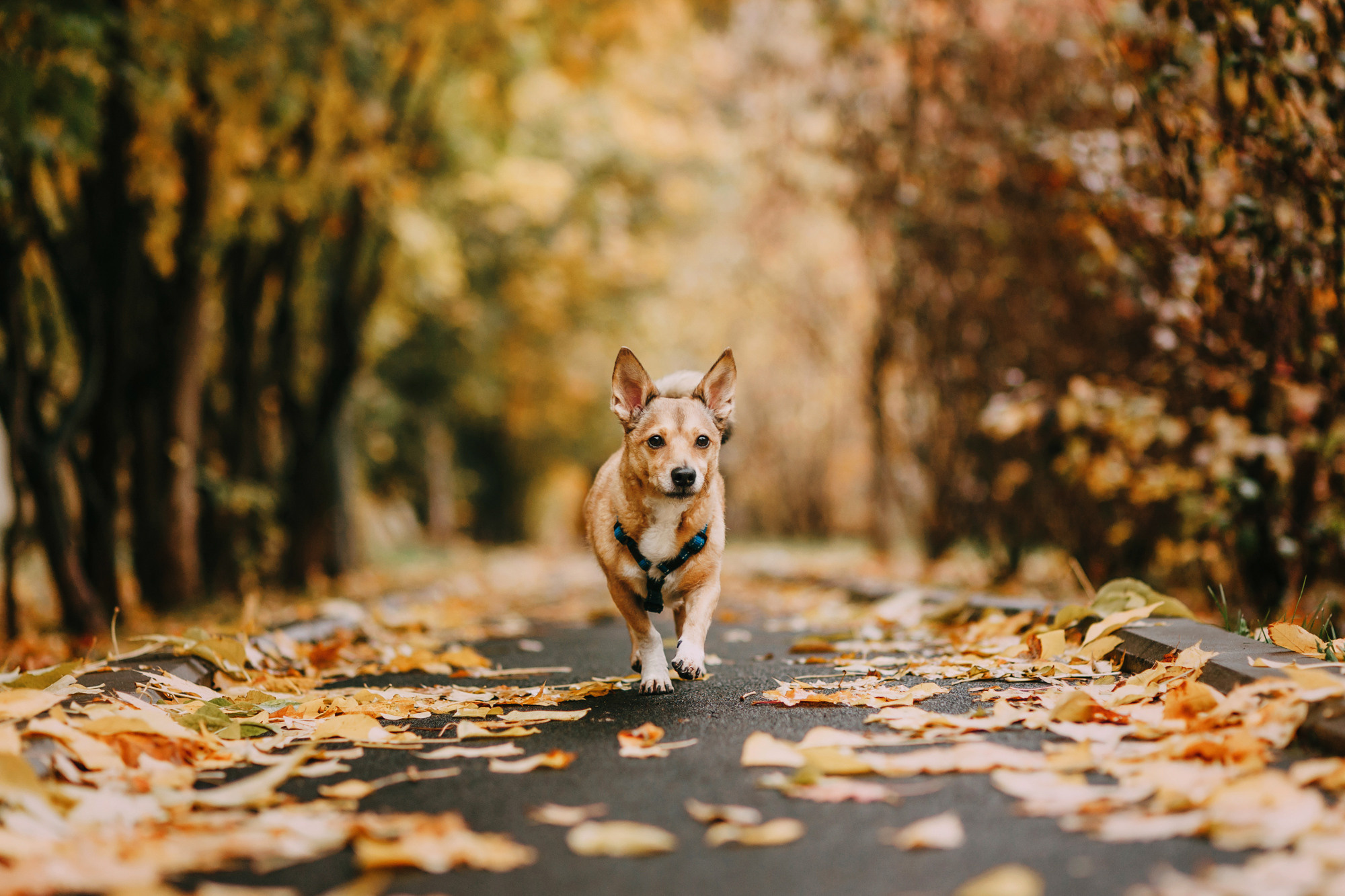 Светлана и Стюарт. Фотограф-анималист Елена Радченко, Москва
