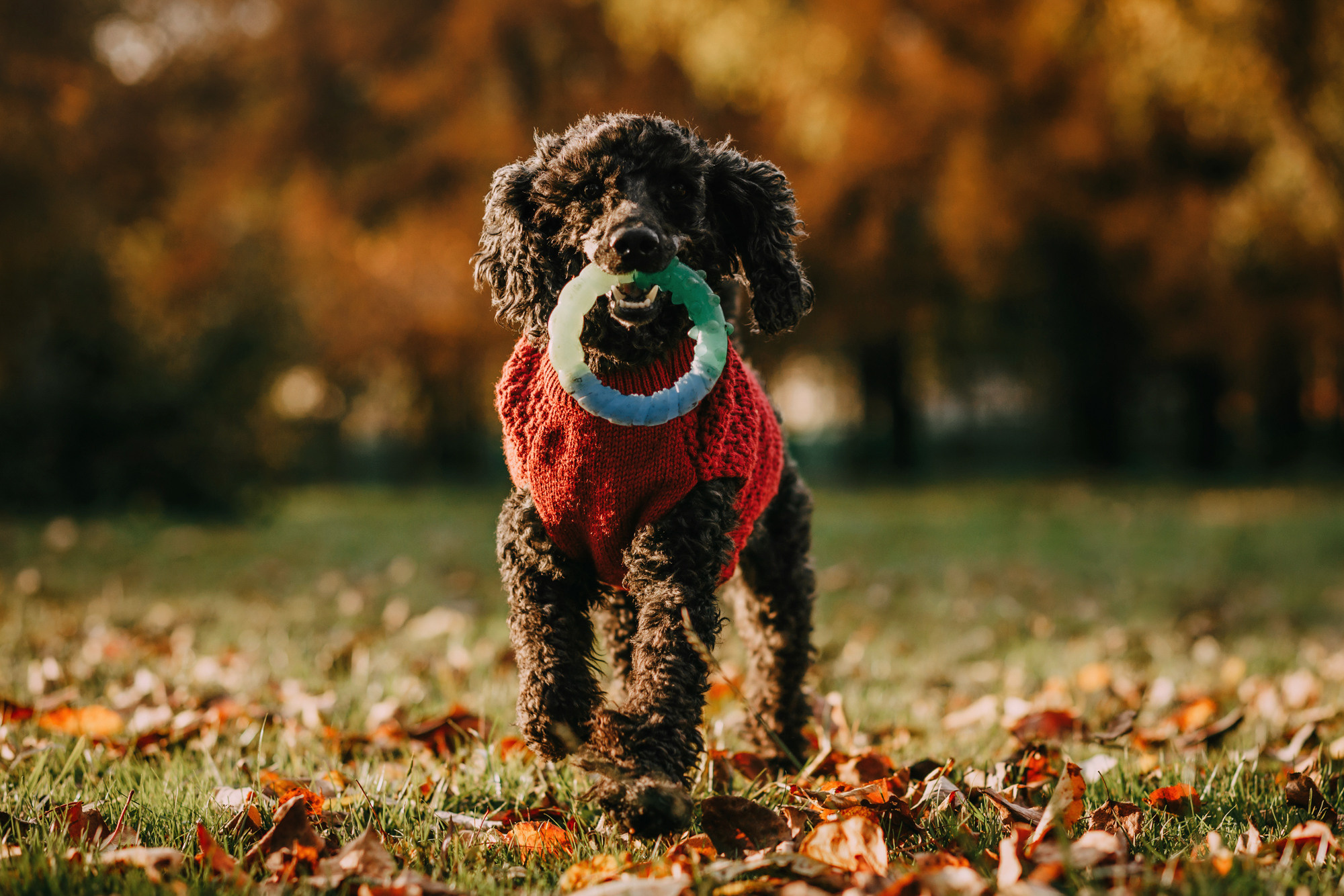 Дарья и Патрик. Фотограф-анималист Елена Радченко, Москва