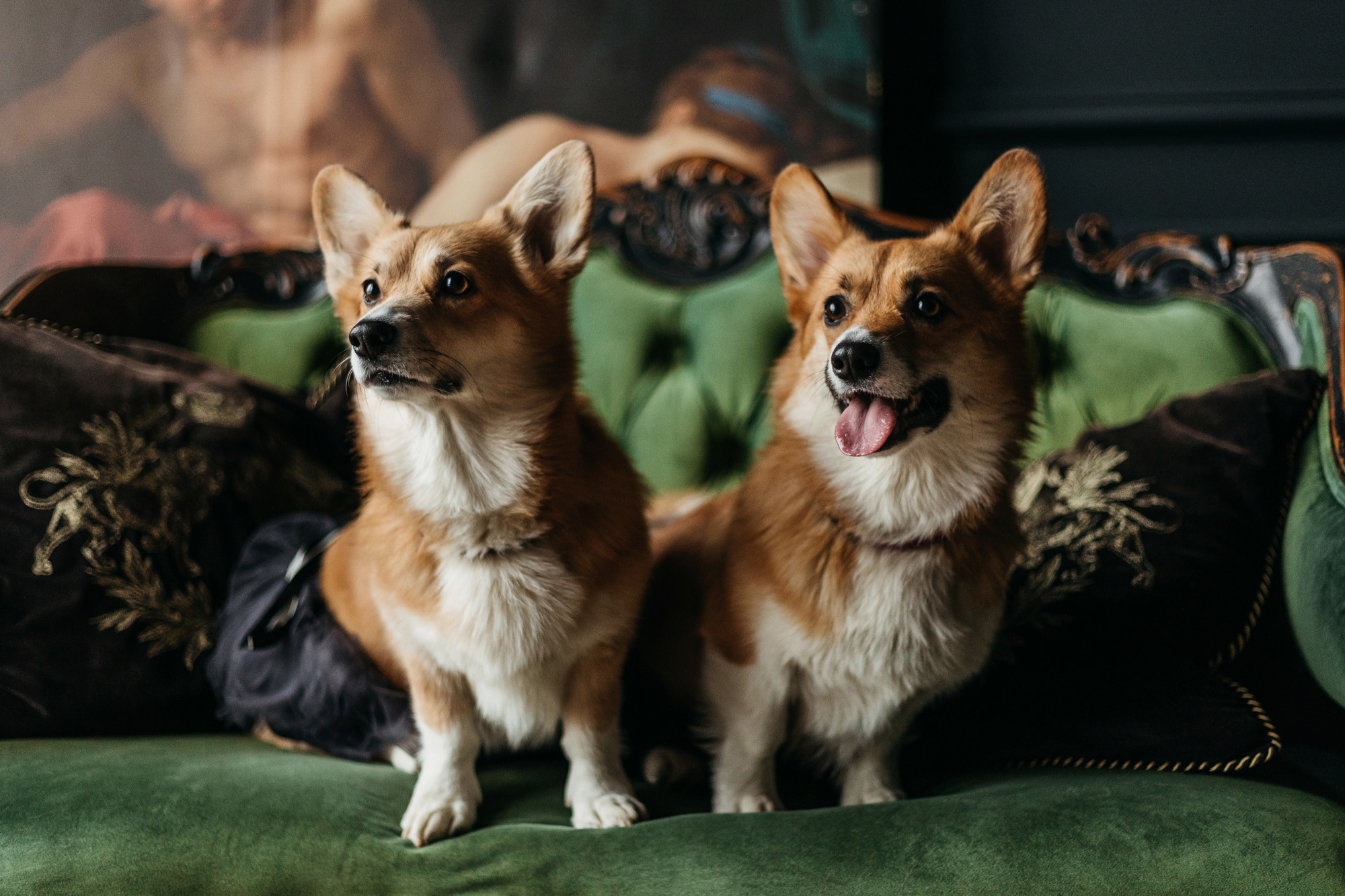Даша, Мася и Бэси. Фотограф-анималист Елена Радченко, Москва