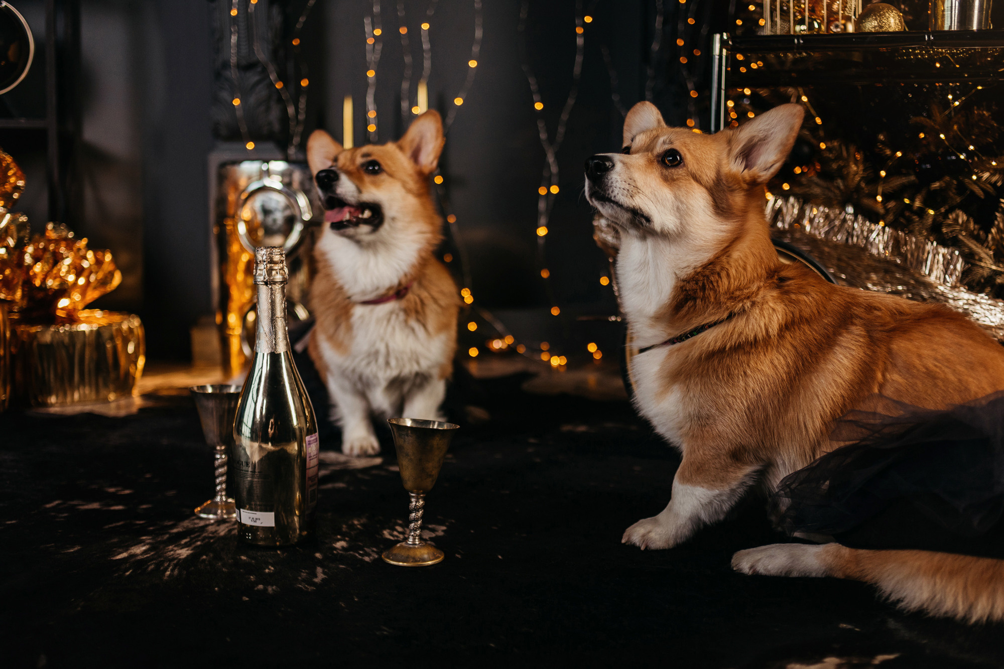 Даша, Мася и Бэси. Фотограф-анималист Елена Радченко, Москва