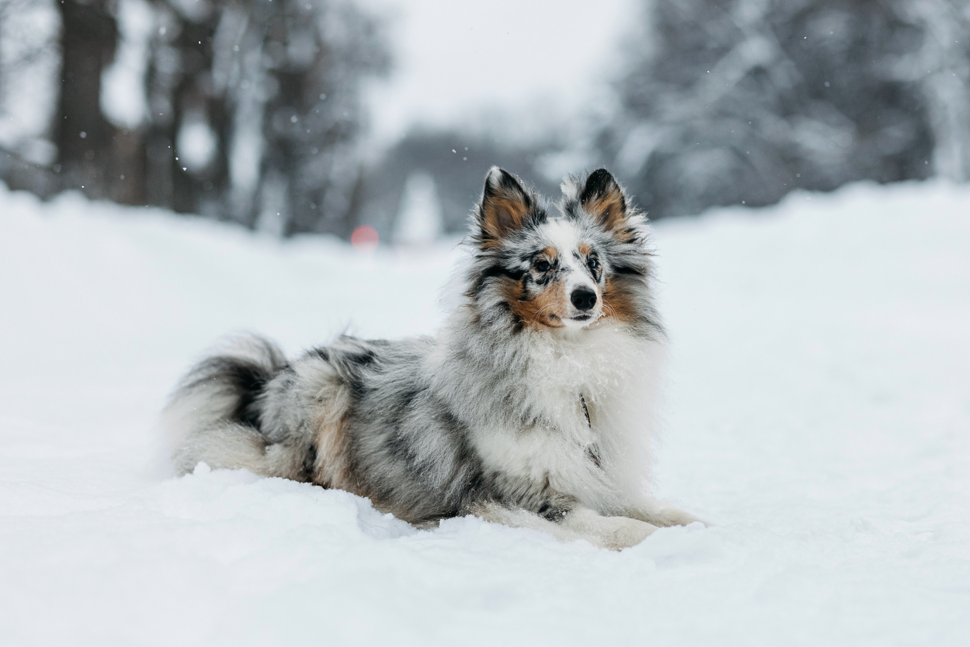 Александра, Бум и Нэвис. Фотограф-анималист Елена Радченко, Москва