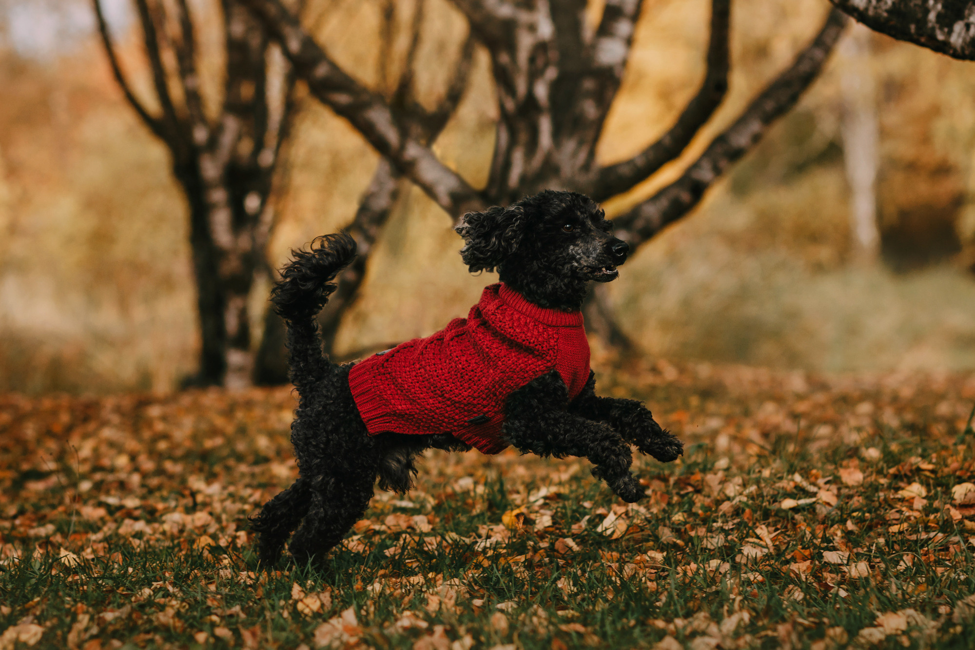 Дарья и Патрик. Фотограф-анималист Елена Радченко, Москва