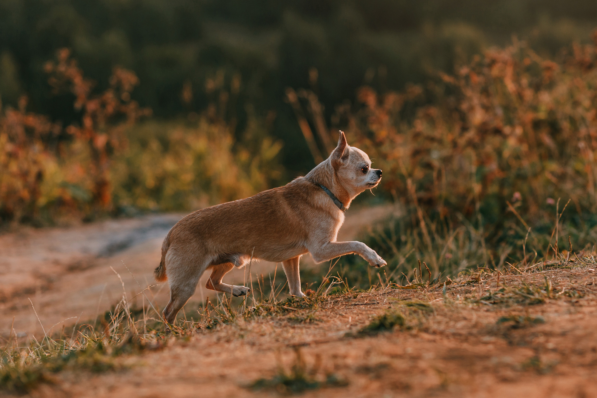 Наталья, Курт и Джуля. Фотограф-анималист Елена Радченко, Москва