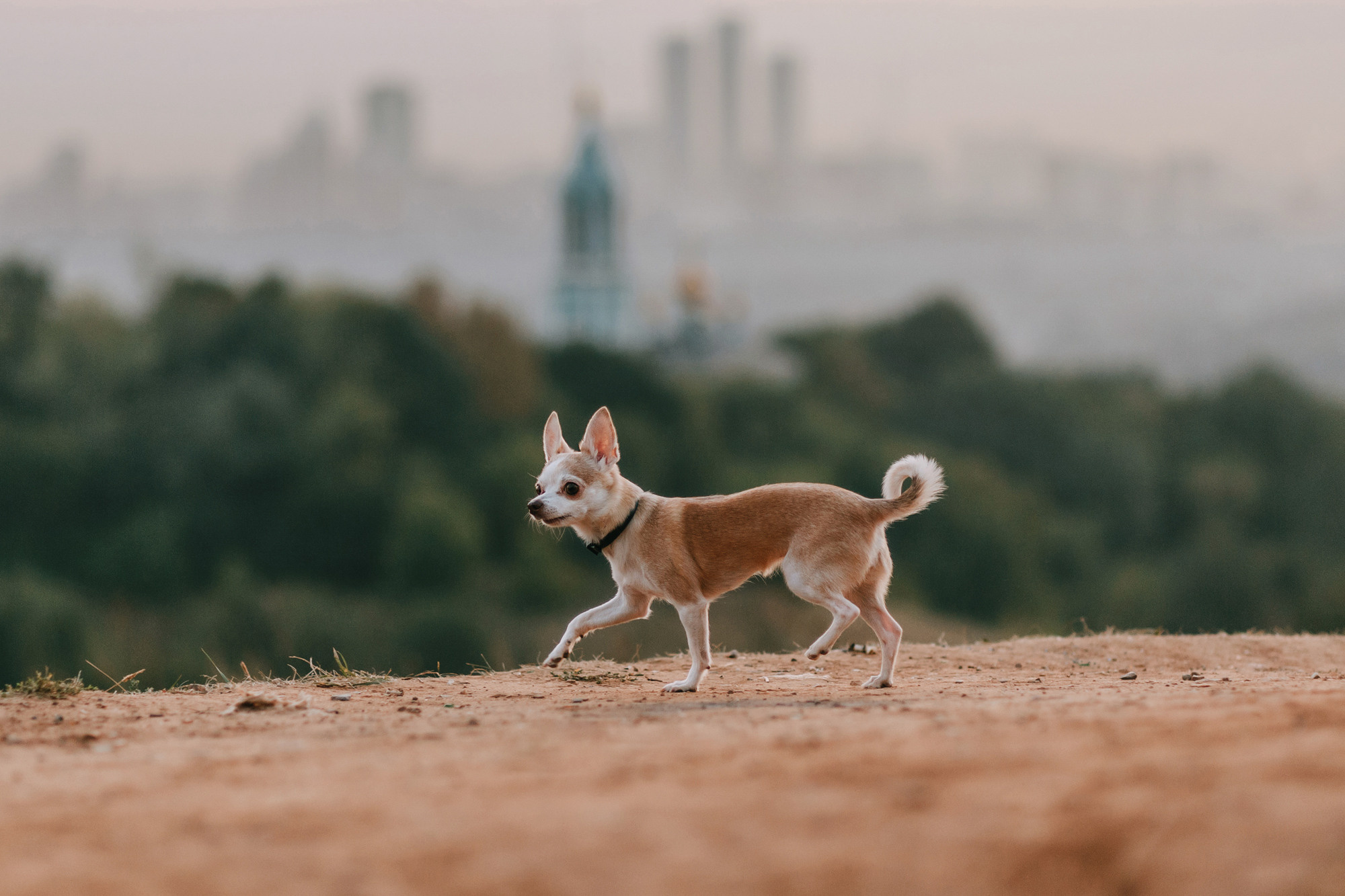 Наталья, Курт и Джуля. Фотограф-анималист Елена Радченко, Москва