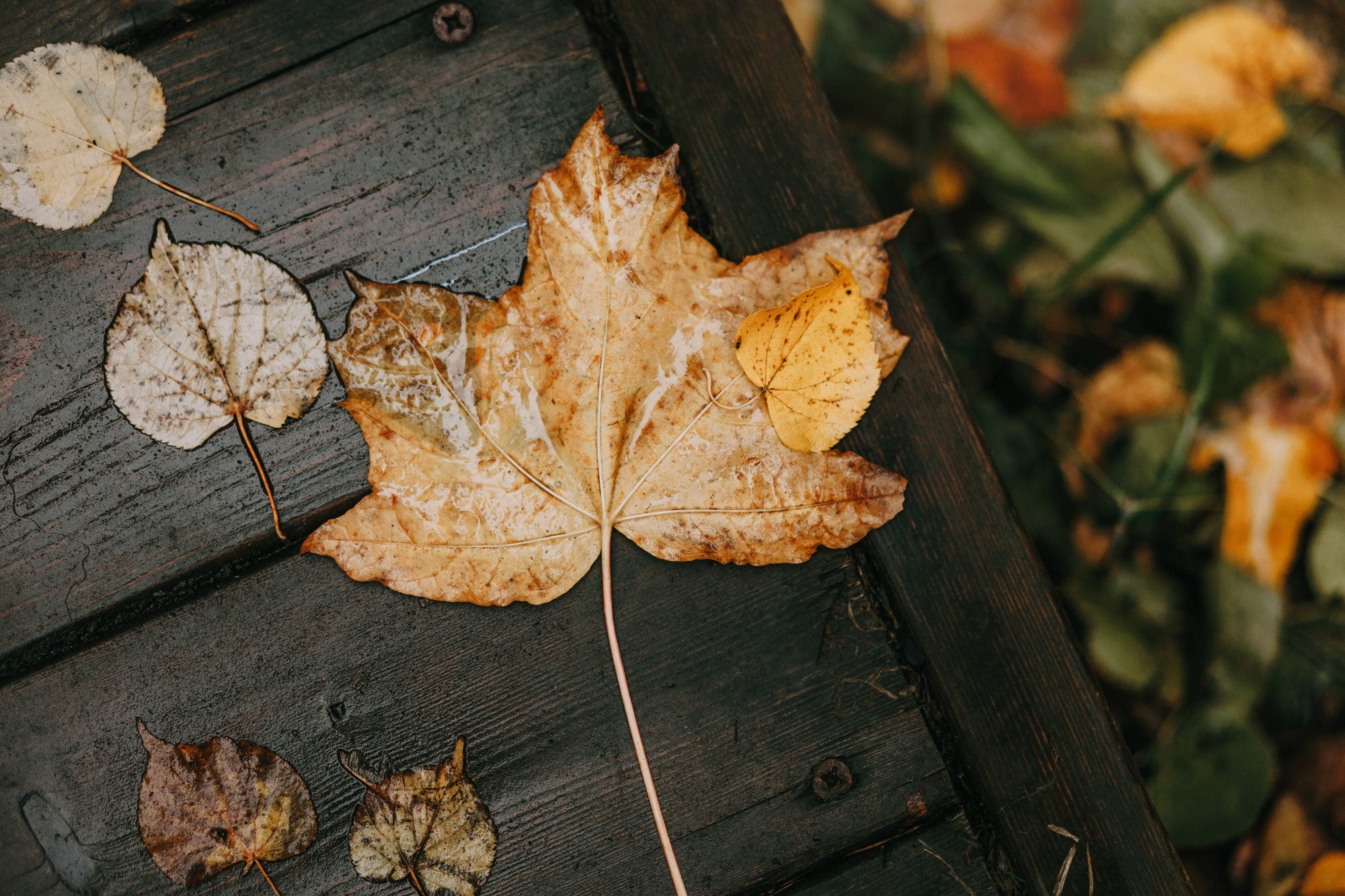 Светлана и Стюарт. Фотограф-анималист Елена Радченко, Москва