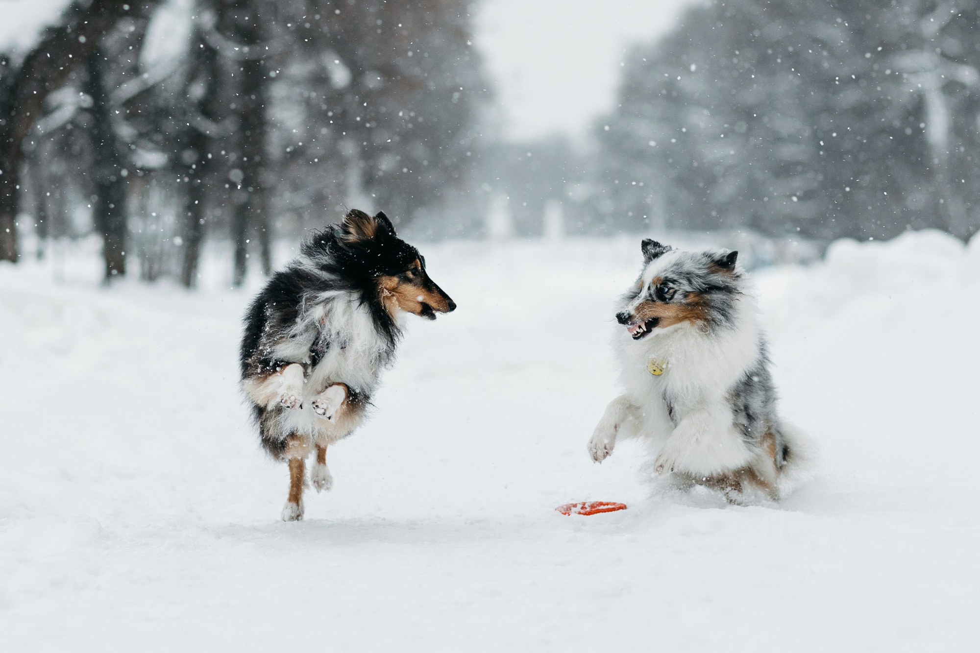 Александра, Бум и Нэвис. Фотограф-анималист Елена Радченко, Москва