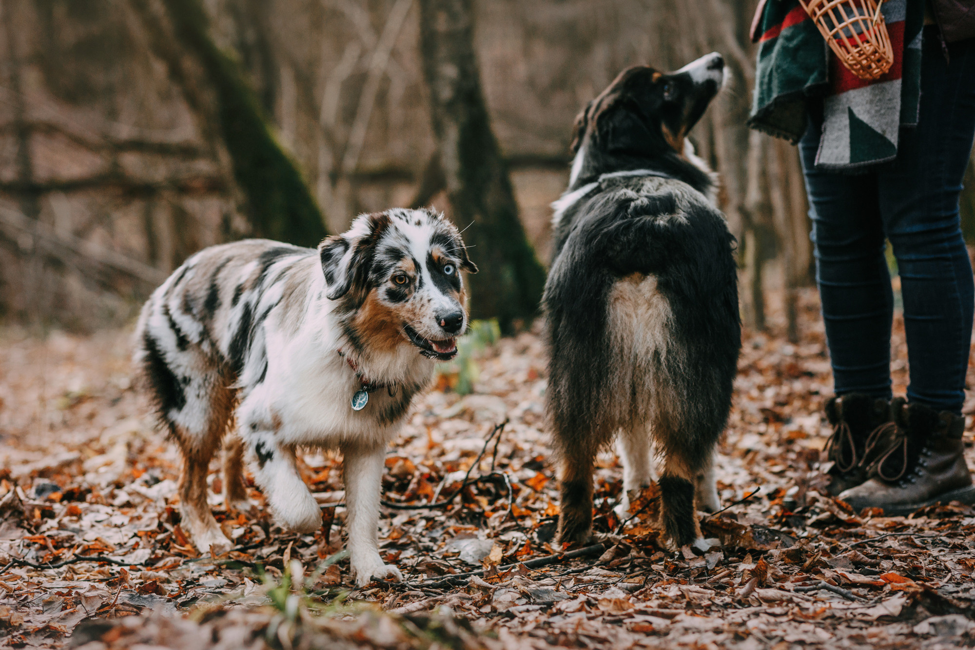 Анна, Чарли и Ева. Фотограф-анималист Елена Радченко, Москва