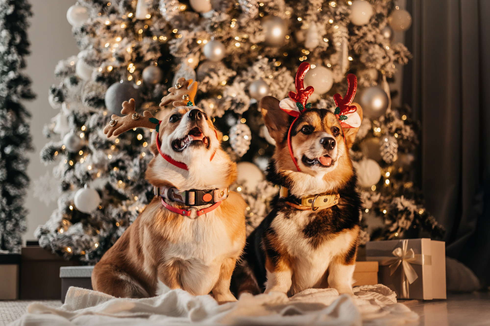 Степаша и Василиса. Фотограф-анималист Елена Радченко, Москва