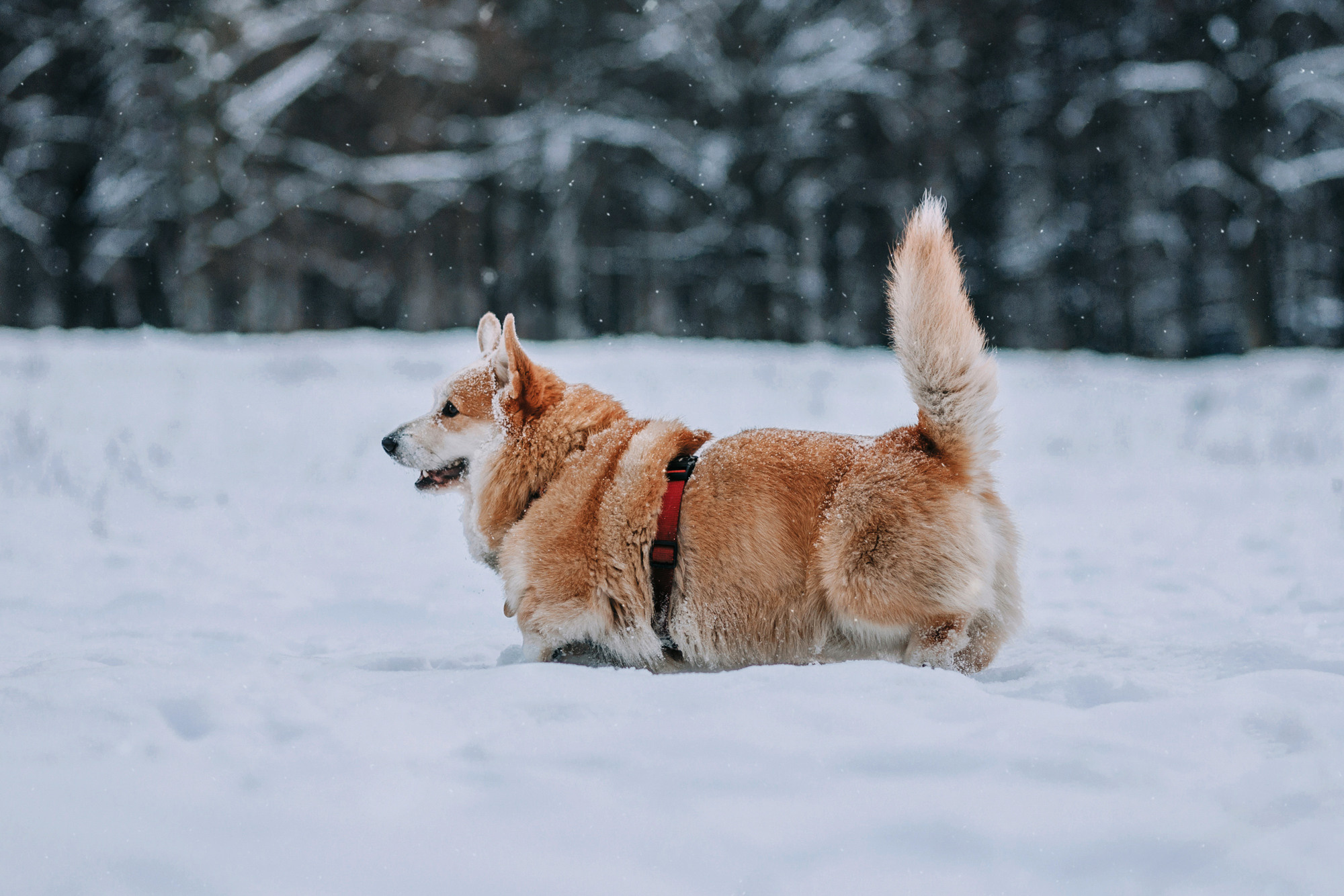 Аня и Фил. Фотограф-анималист Елена Радченко, Москва