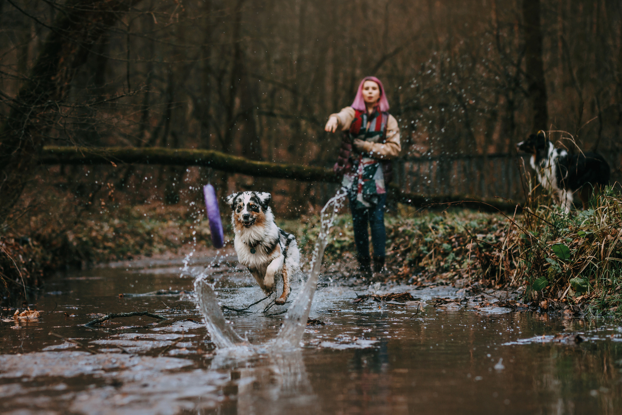 Анна, Чарли и Ева. Фотограф-анималист Елена Радченко, Москва