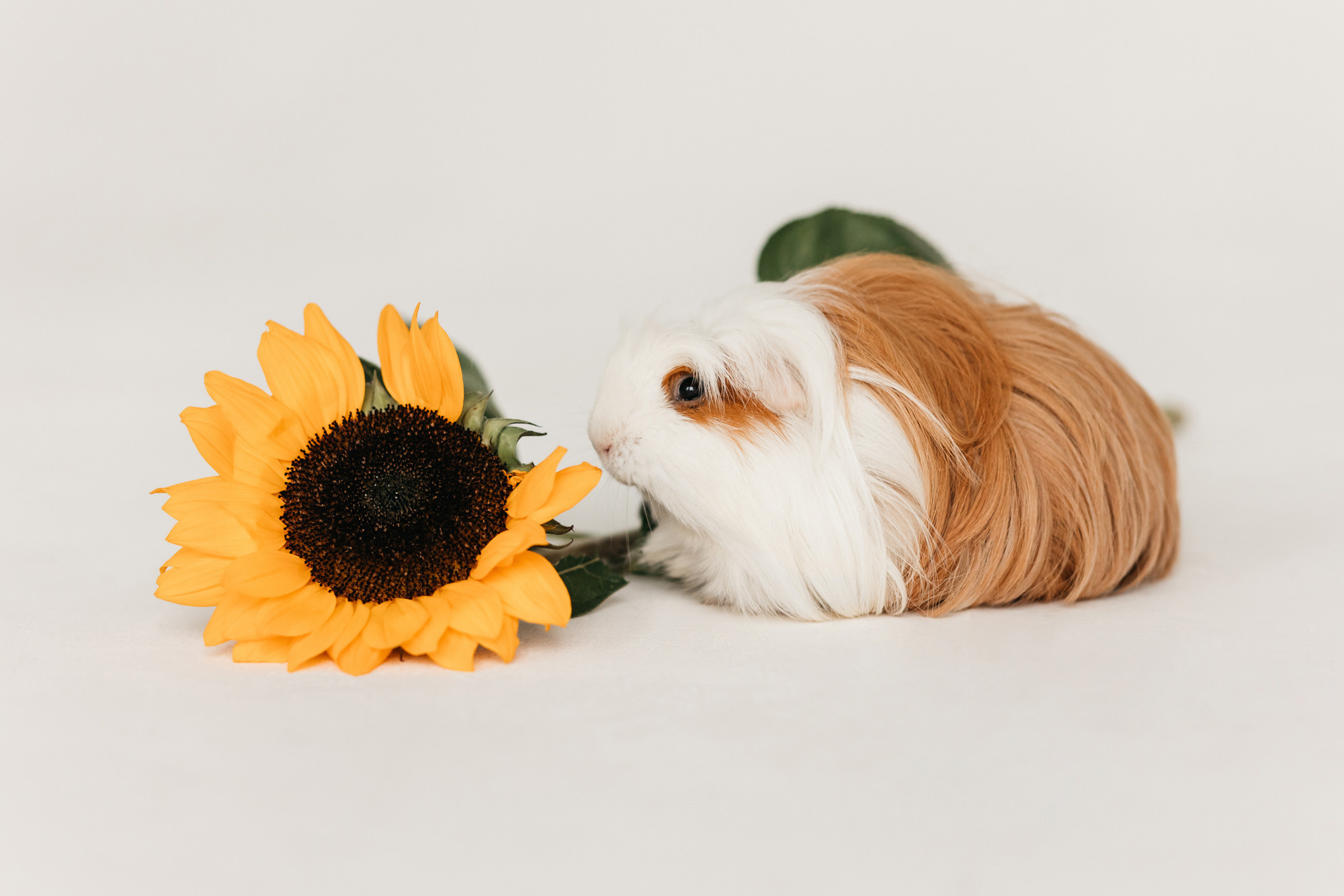Ками и Кекс. Фотограф-анималист Елена Радченко, Москва