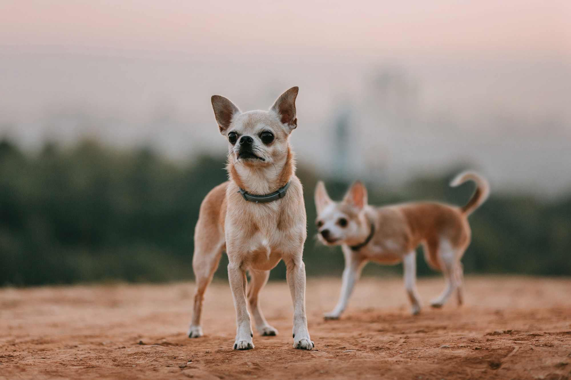 Наталья, Курт и Джуля. Фотограф-анималист Елена Радченко, Москва