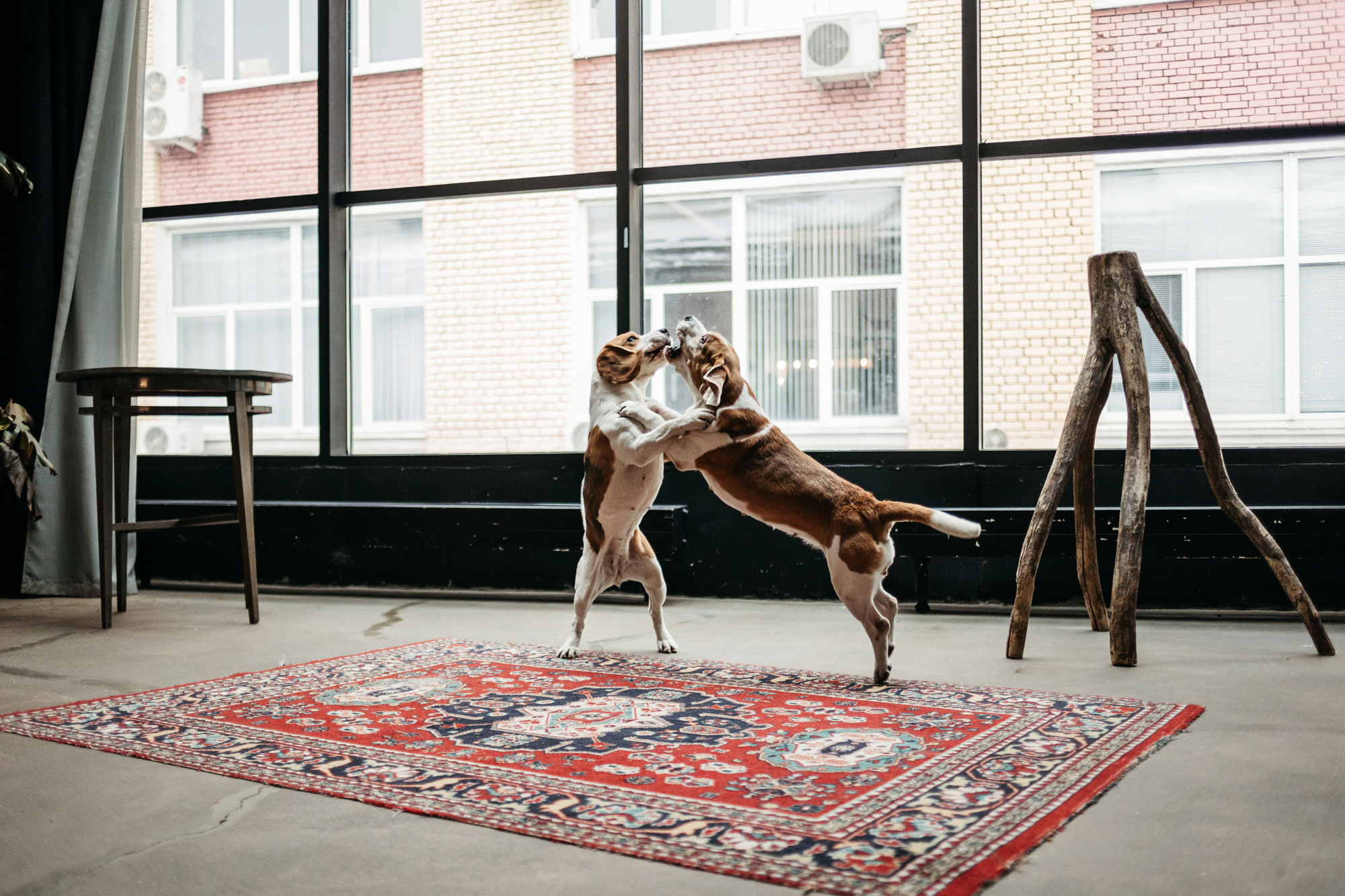 Новогодний фотодень. Фотограф-анималист Елена Радченко, Москва