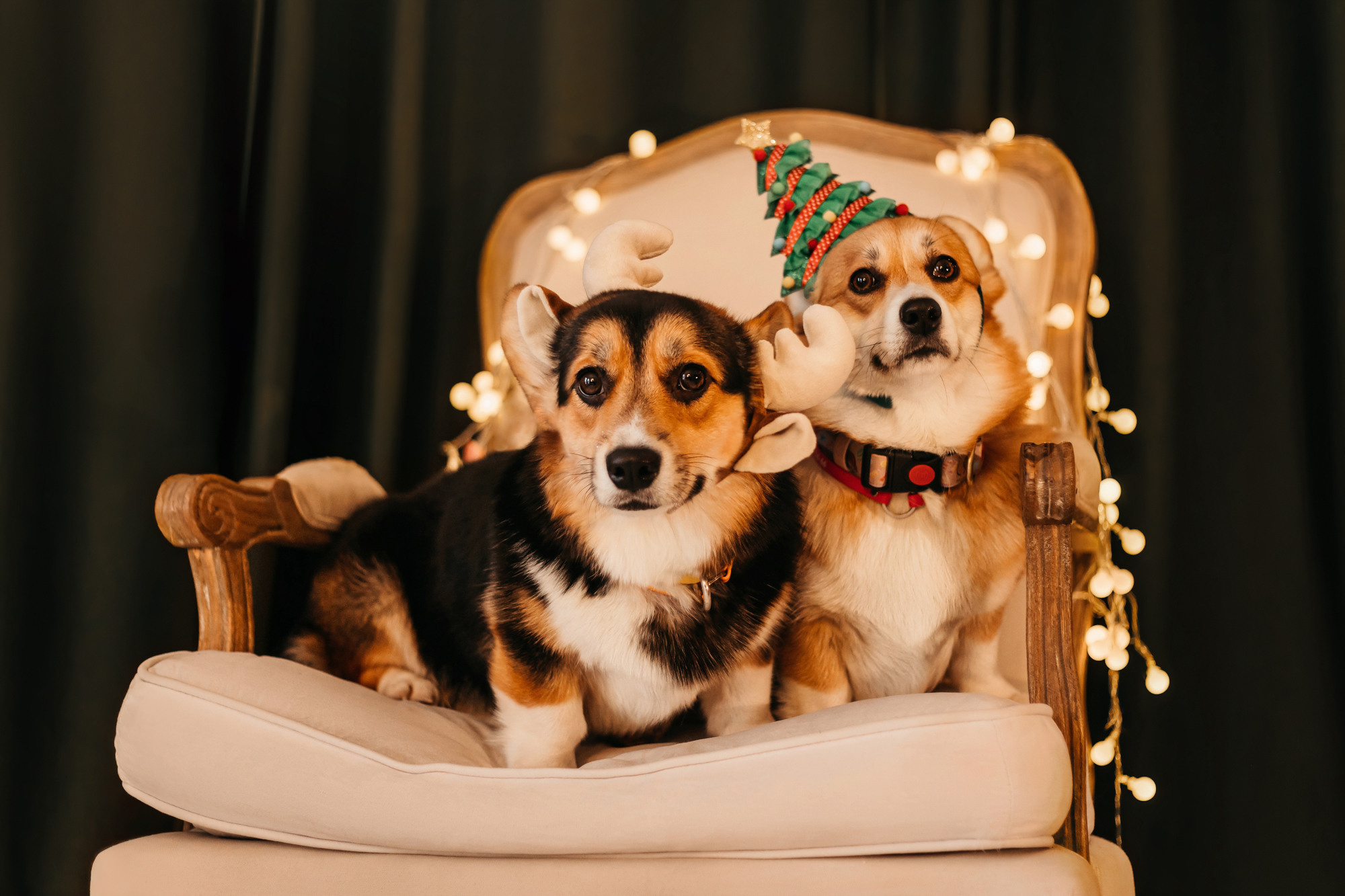 Степаша и Василиса. Фотограф-анималист Елена Радченко, Москва