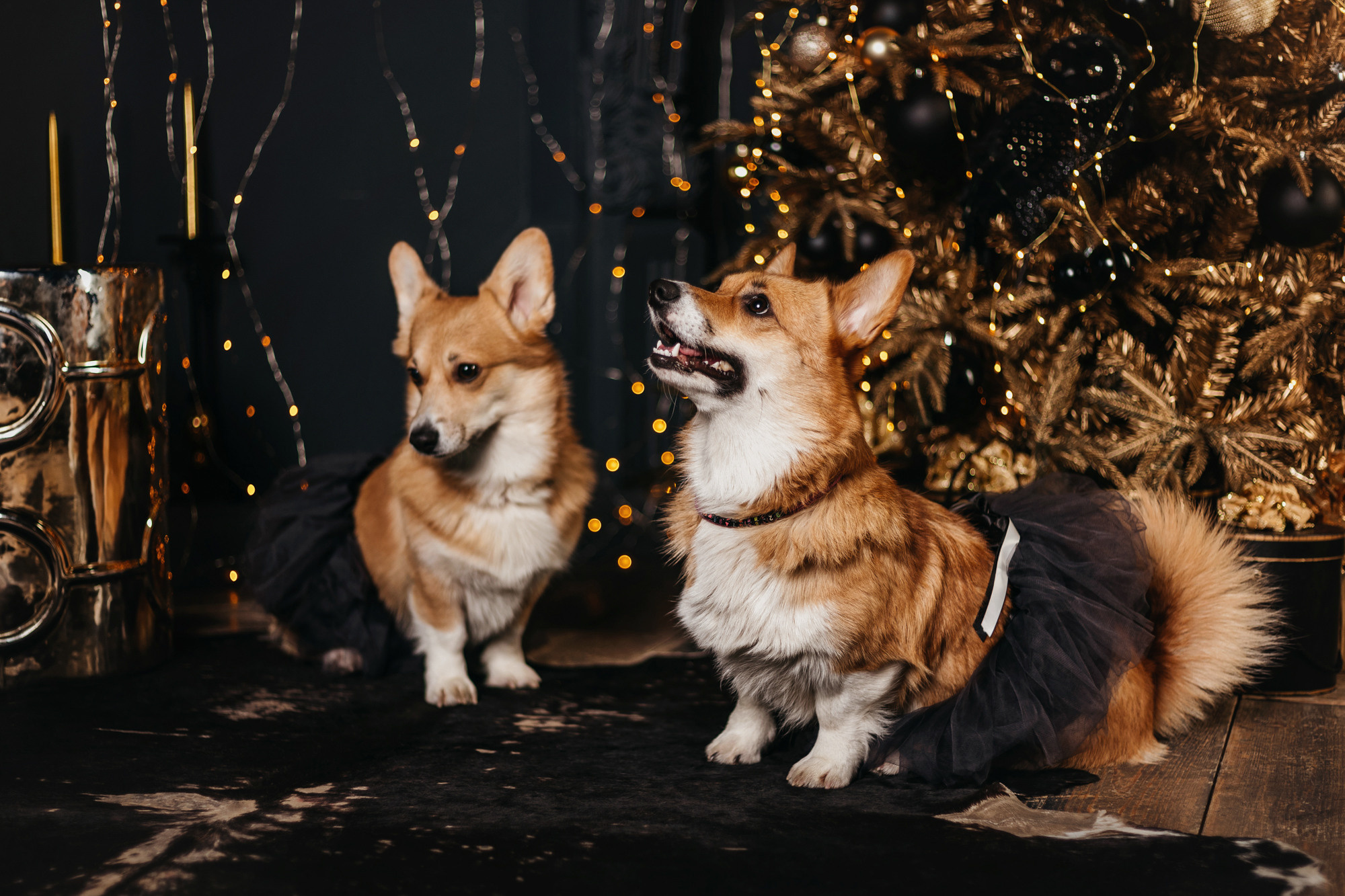 Даша, Мася и Бэси. Фотограф-анималист Елена Радченко, Москва