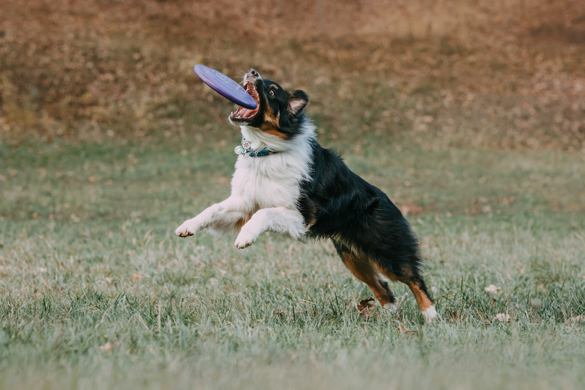 Анна, Чарли и Ева. Фотограф-анималист Елена Радченко, Москва