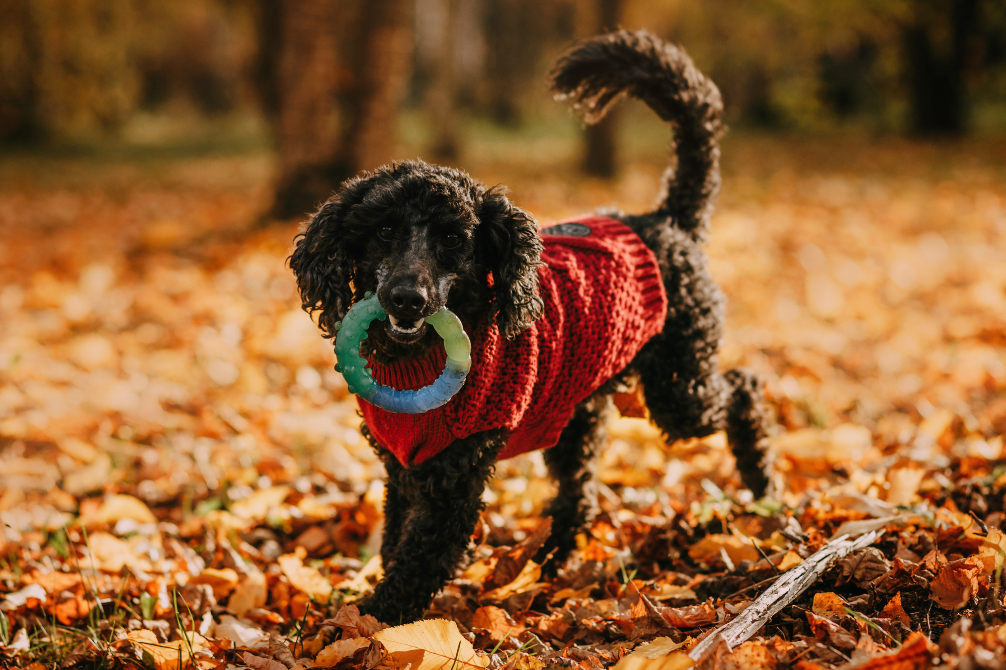 Дарья и Патрик. Фотограф-анималист Елена Радченко, Москва