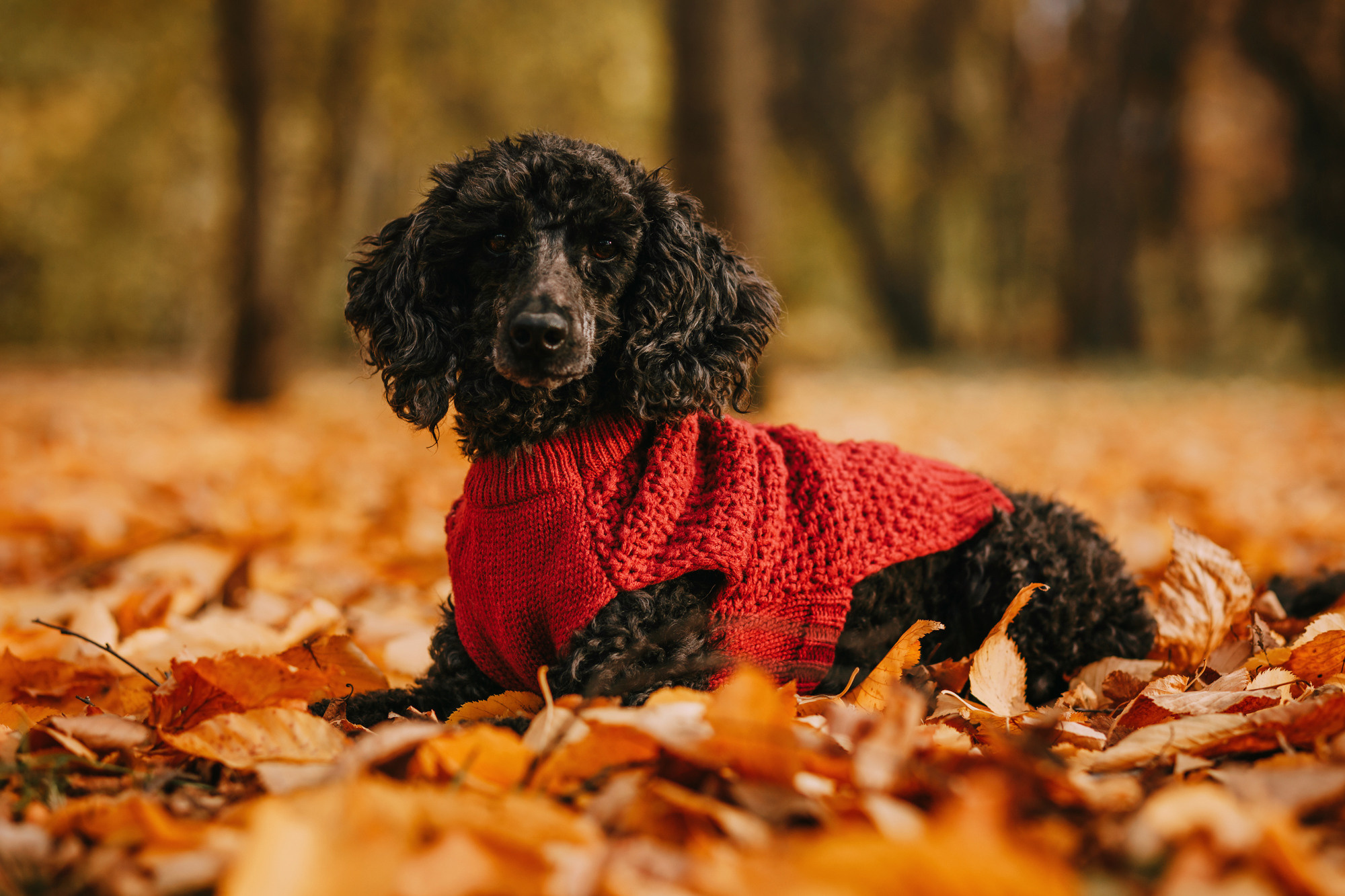 Дарья и Патрик. Фотограф-анималист Елена Радченко, Москва