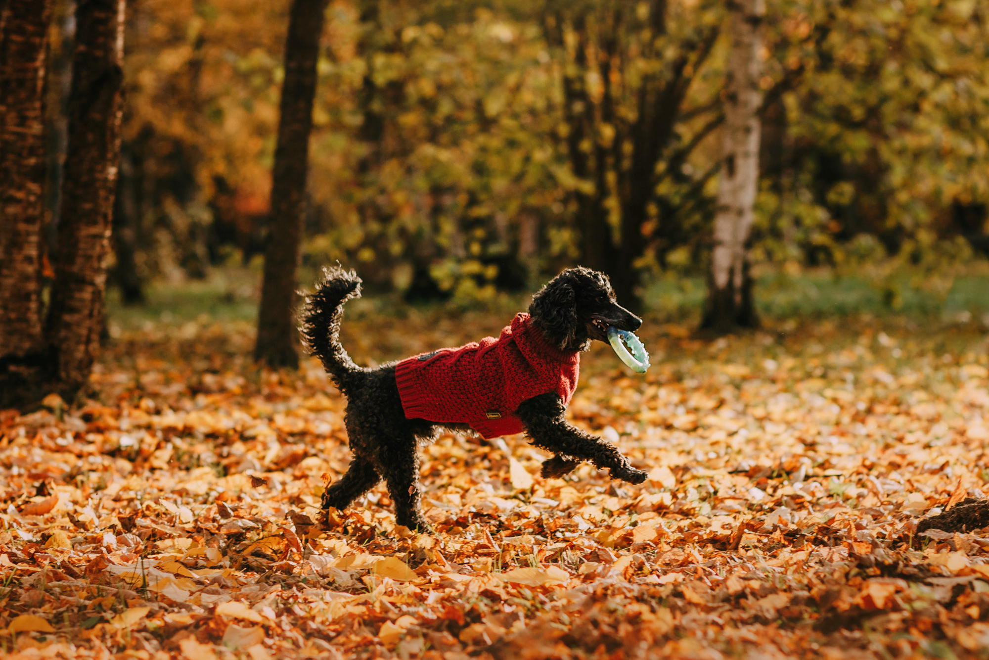 Дарья и Патрик. Фотограф-анималист Елена Радченко, Москва