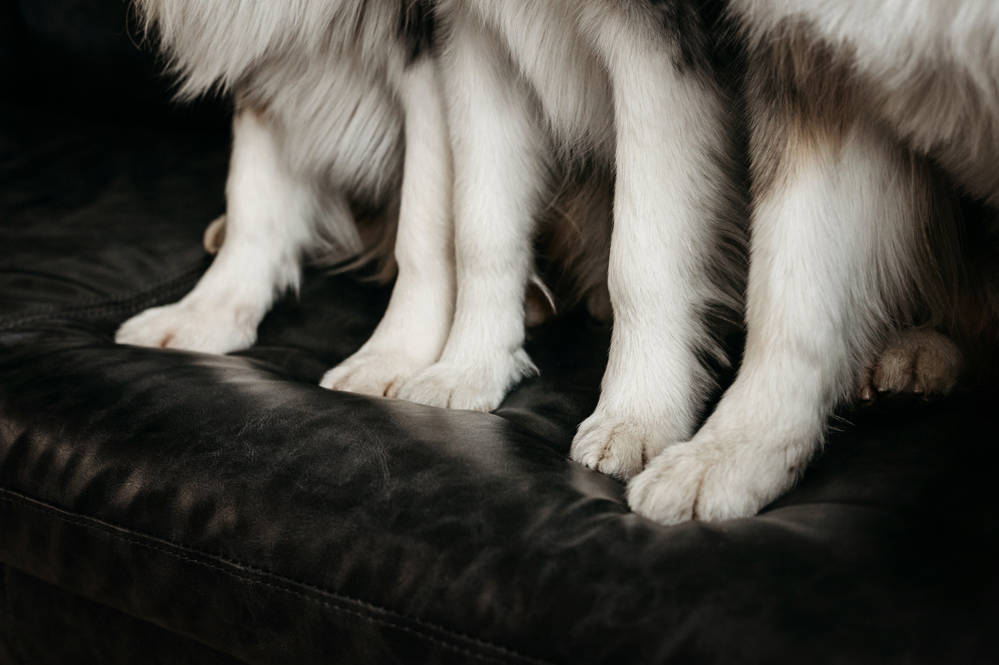 Настя и аусси. Фотограф-анималист Елена Радченко, Москва