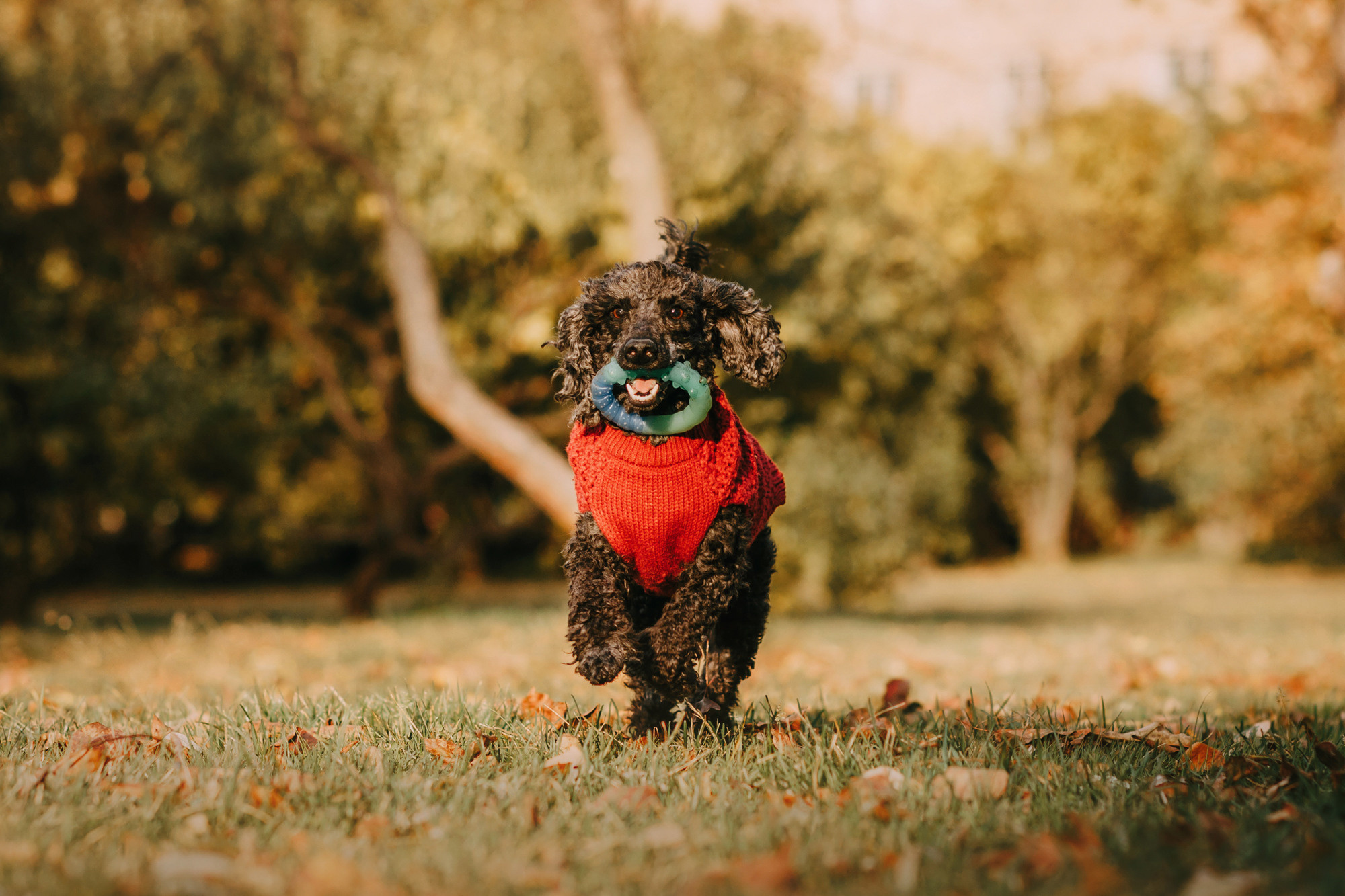 Дарья и Патрик. Фотограф-анималист Елена Радченко, Москва