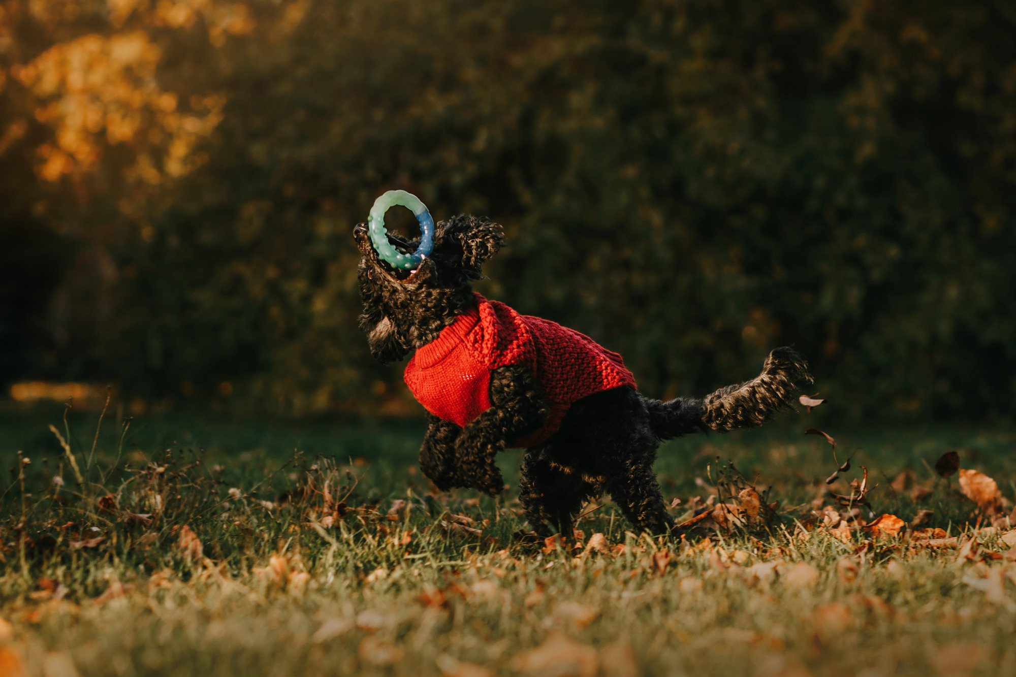 Дарья и Патрик. Фотограф-анималист Елена Радченко, Москва
