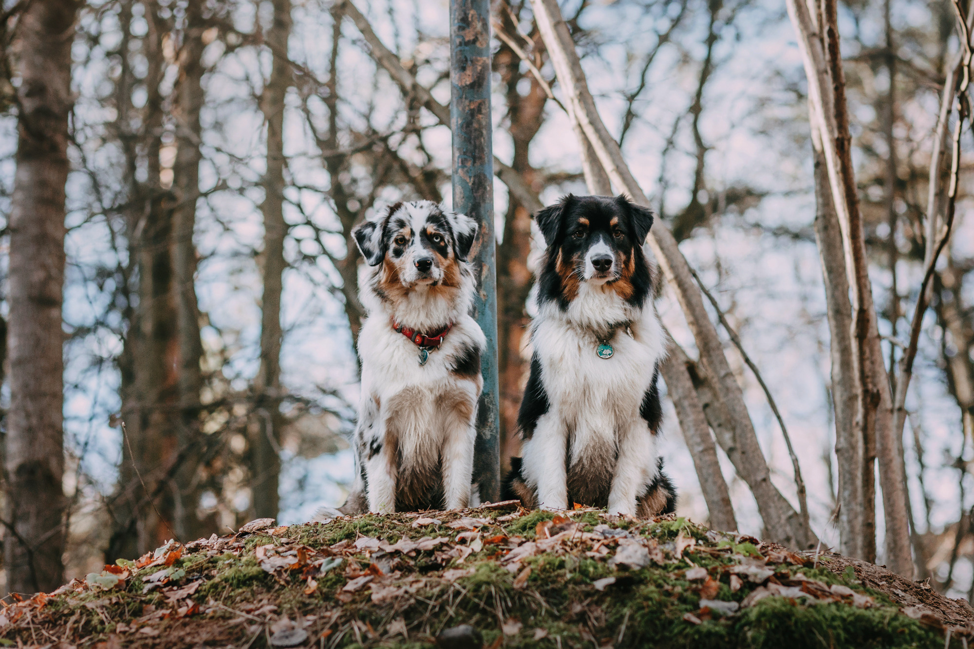 Анна, Чарли и Ева. Фотограф-анималист Елена Радченко, Москва