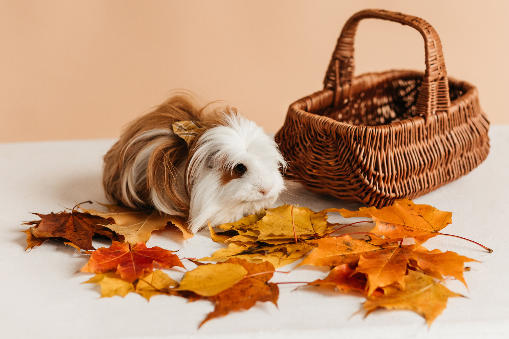 Ками и Кекс. Фотограф-анималист Елена Радченко, Москва