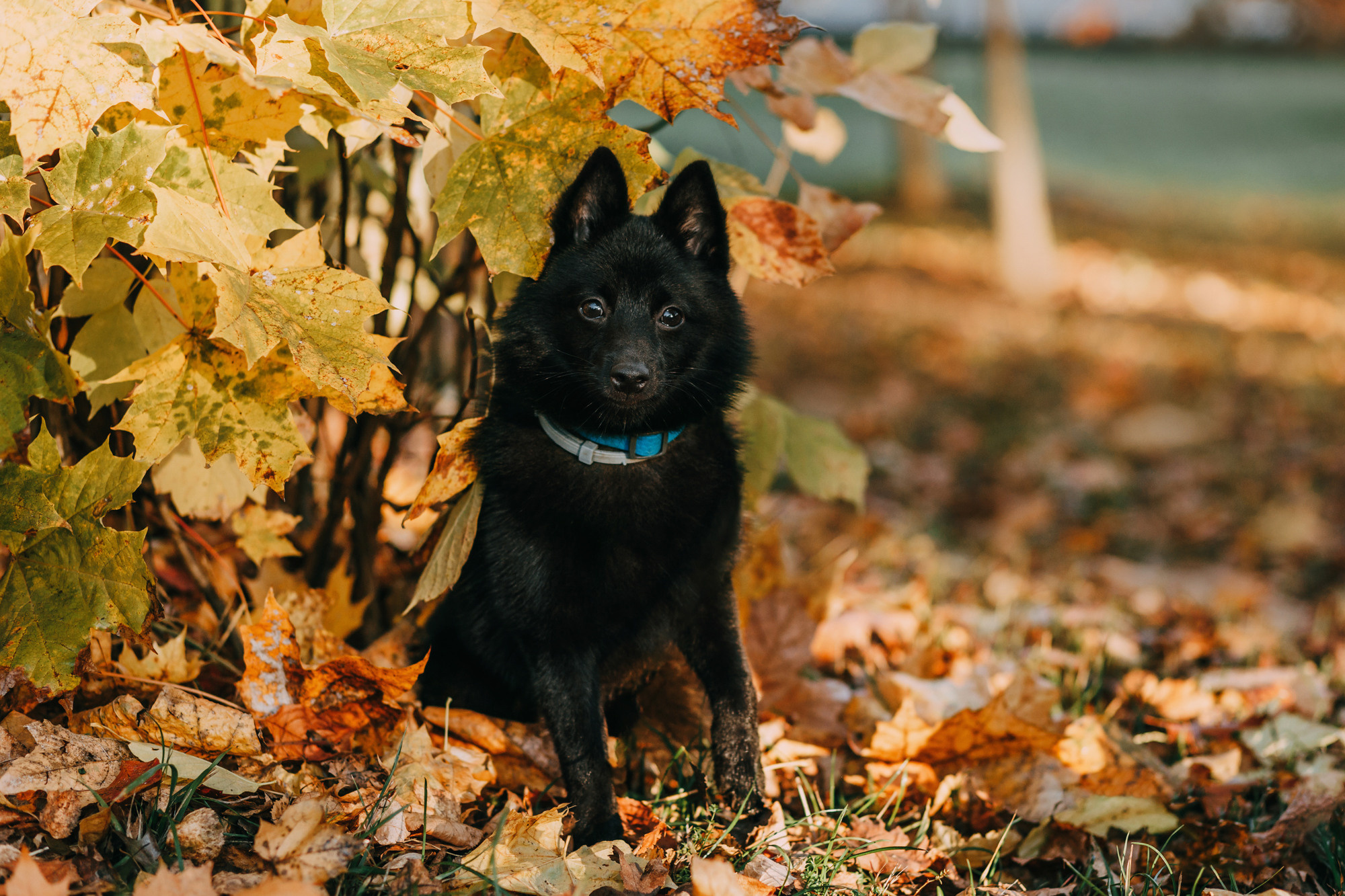 Настасья, Саша и Рокки. Фотограф-анималист Елена Радченко, Москва