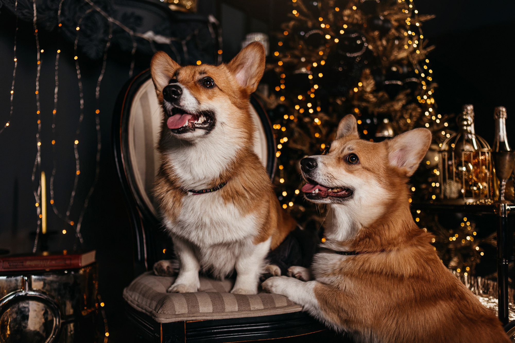Даша, Мася и Бэси. Фотограф-анималист Елена Радченко, Москва