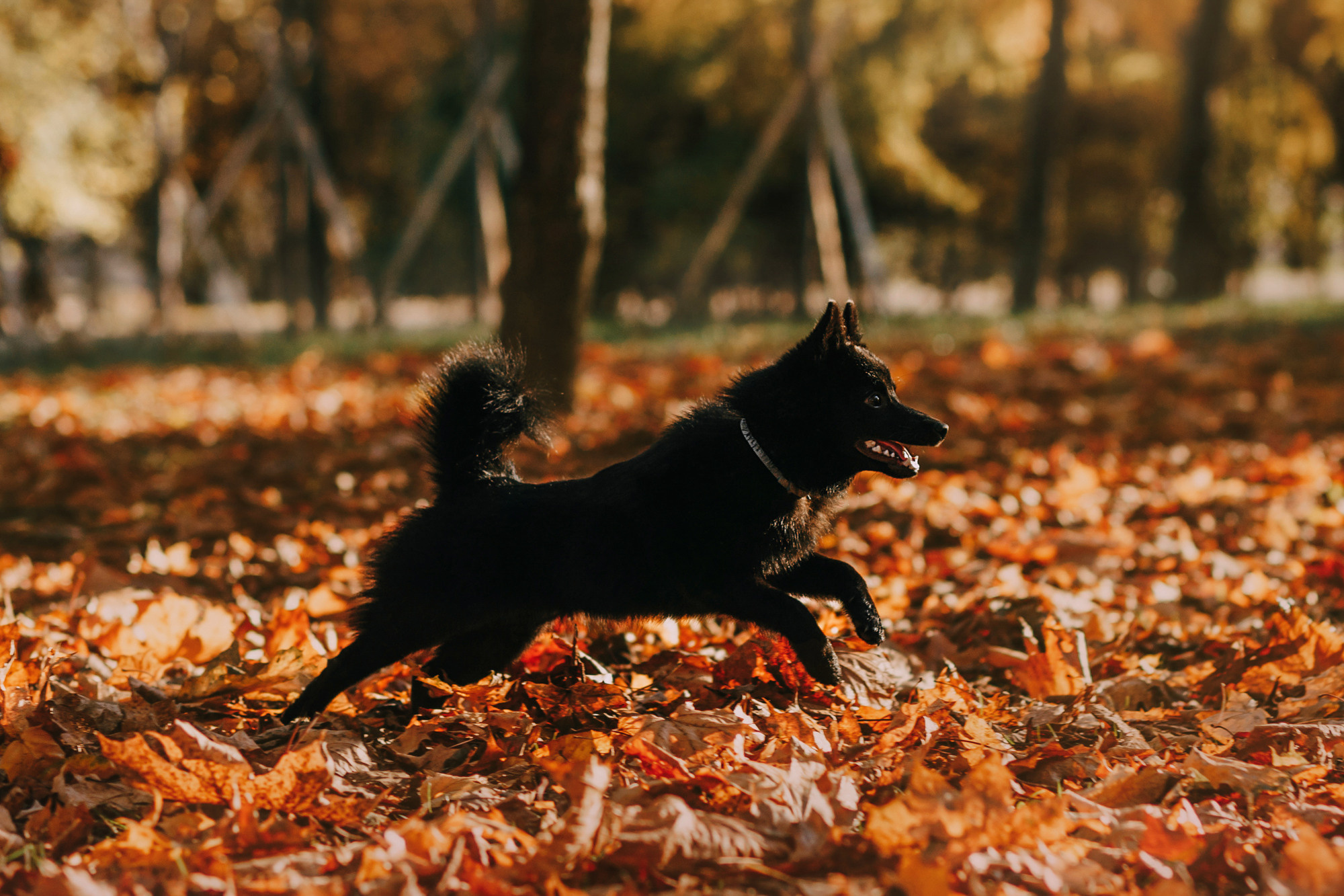 Настасья, Саша и Рокки. Фотограф-анималист Елена Радченко, Москва