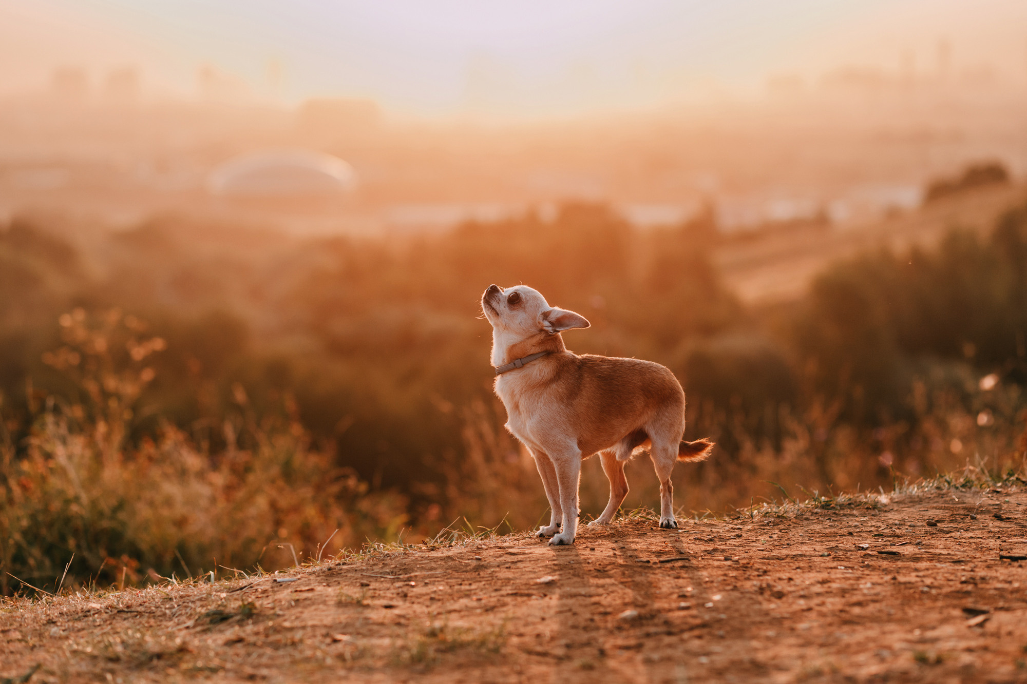 Наталья, Курт и Джуля. Фотограф-анималист Елена Радченко, Москва